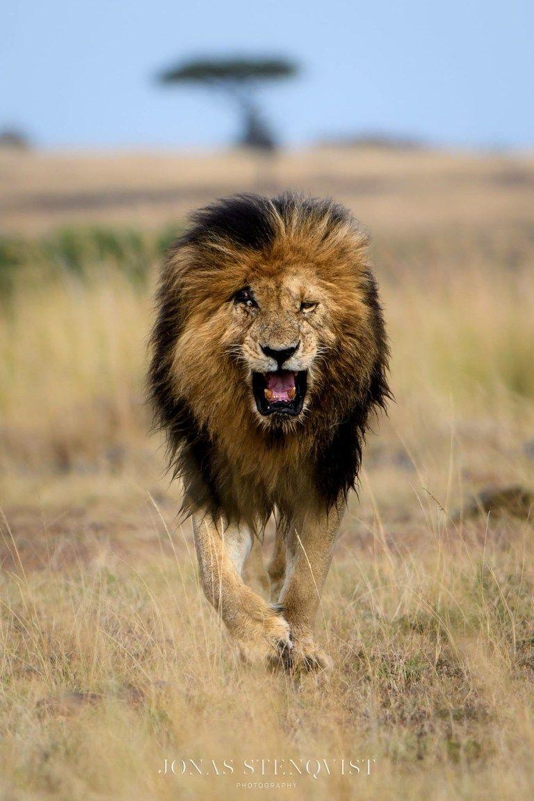 768x1151 Scarface the Legend of the Masai Mara of Africa on Wild Blog and Photography. World lion day, Lion africa, Lions