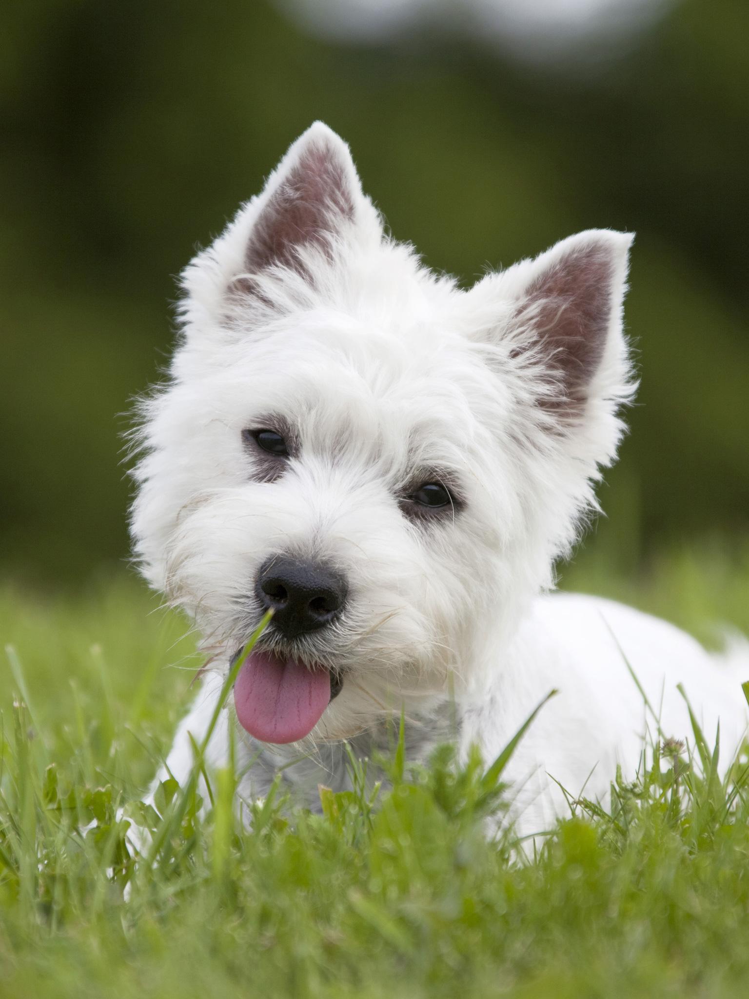 1536x2048 Westie White, Grass, Green）HD Dog Wallpaper