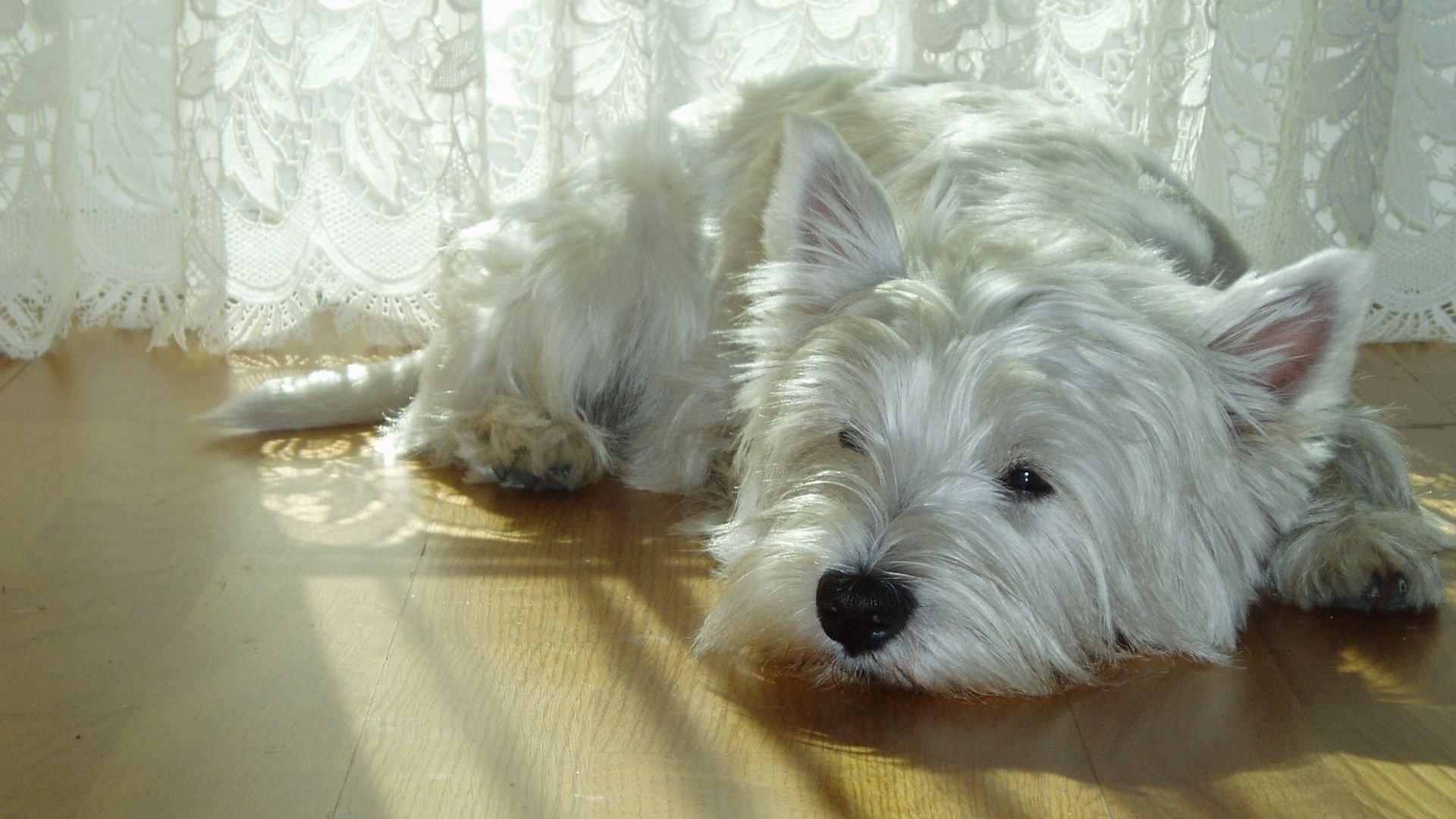 1920x1080 Commonly Known As The Westie