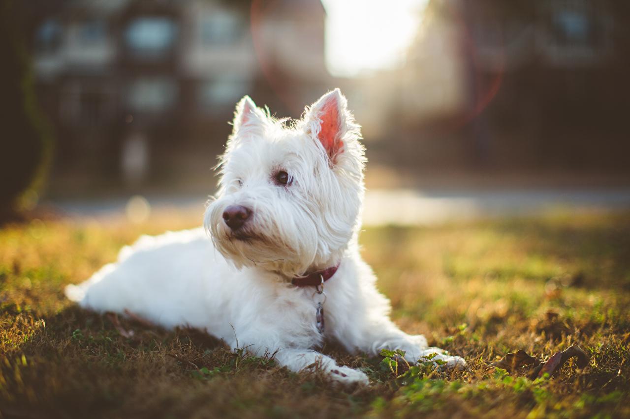 1280x853 image westie Dogs West Highland White Terrier Animals