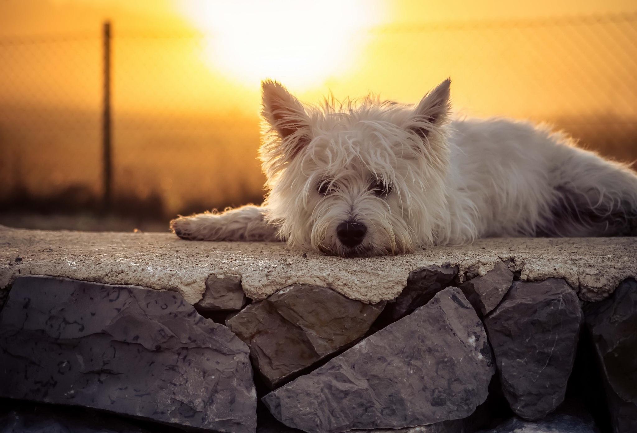 2048x1392 West Highland White Terrier HD Wallpaper