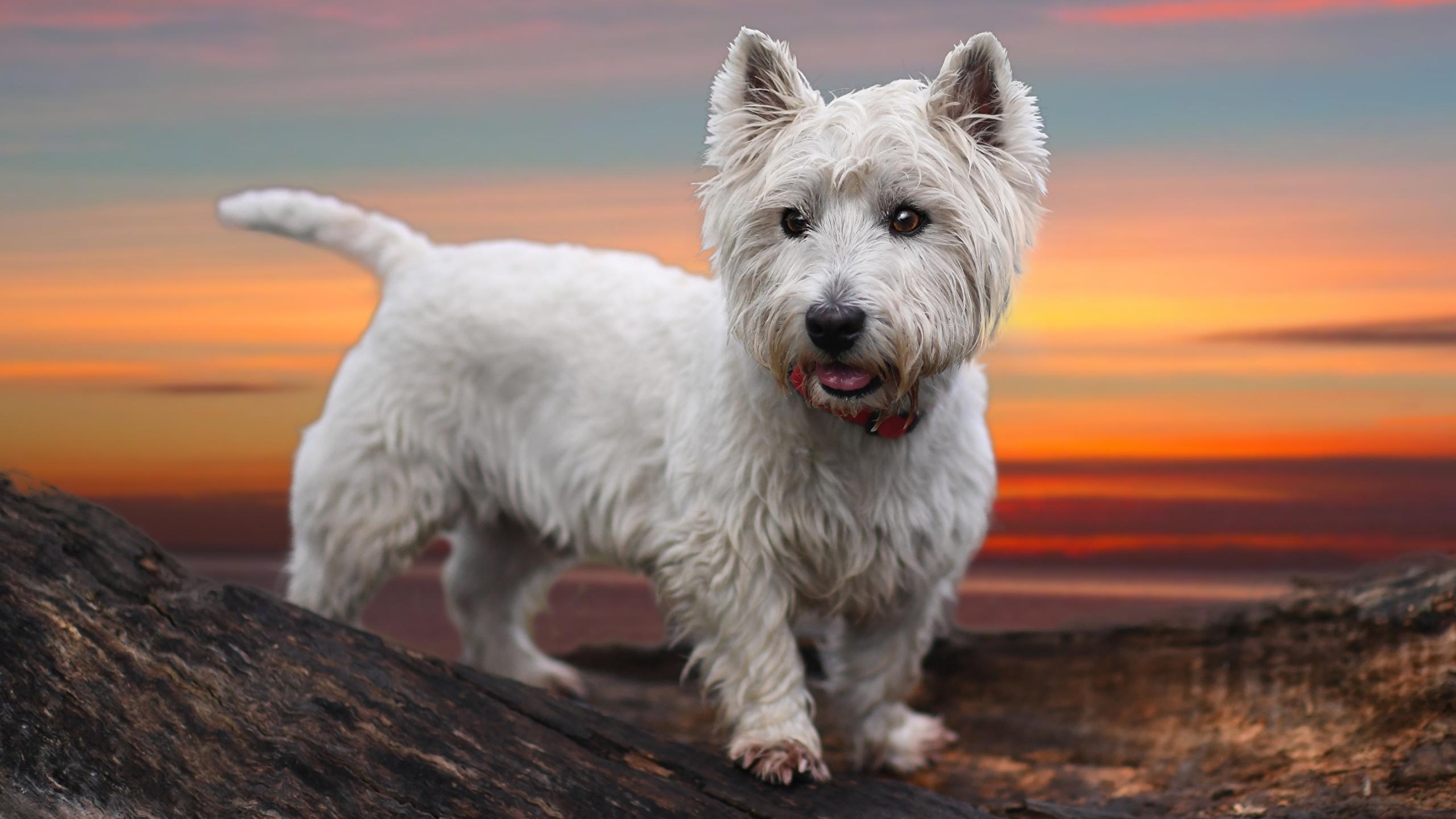 2560x1440 Wallpaper westie Dogs White Animals 2560x1440