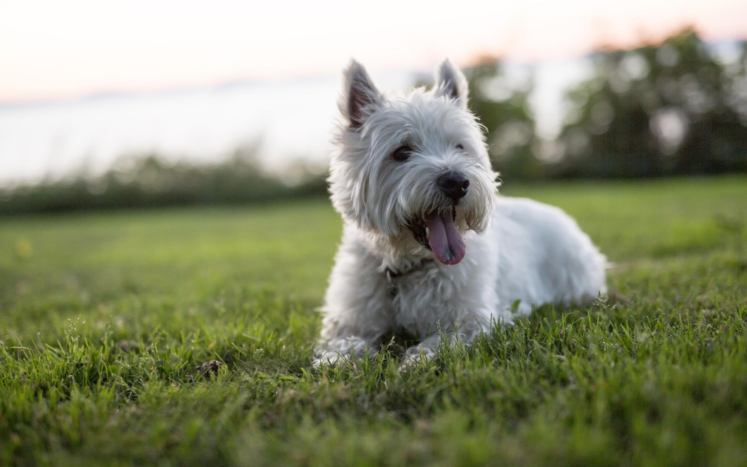 Westie Wallpapers - Top Free Westie Backgrounds - WallpaperAccess