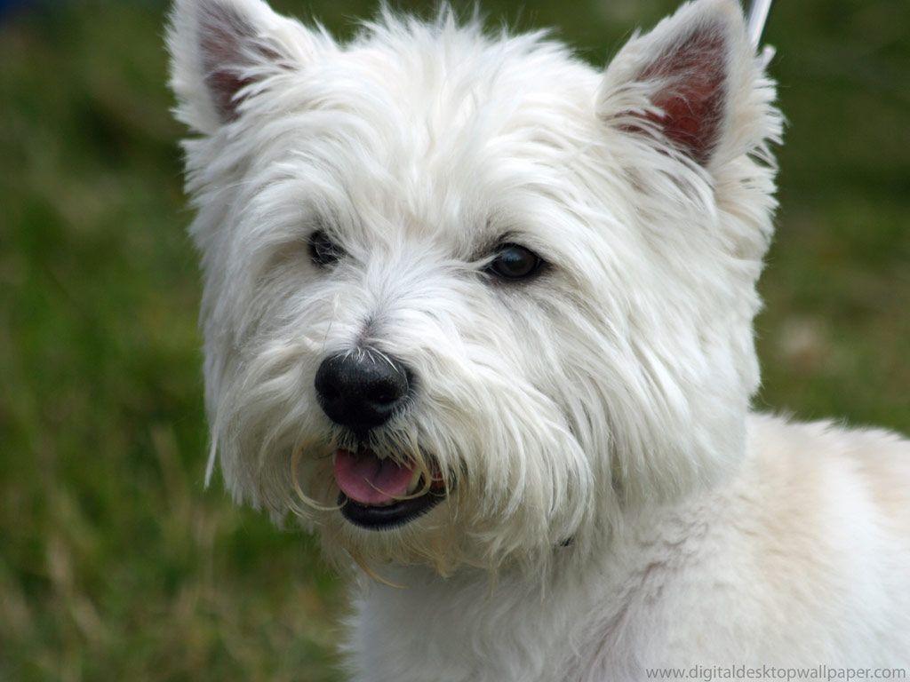 1024x768 West Highland White Terrier