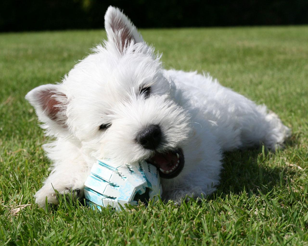 1280x1024 Best pet Highland White Terrier Playing 1280x1024 Wallpaper