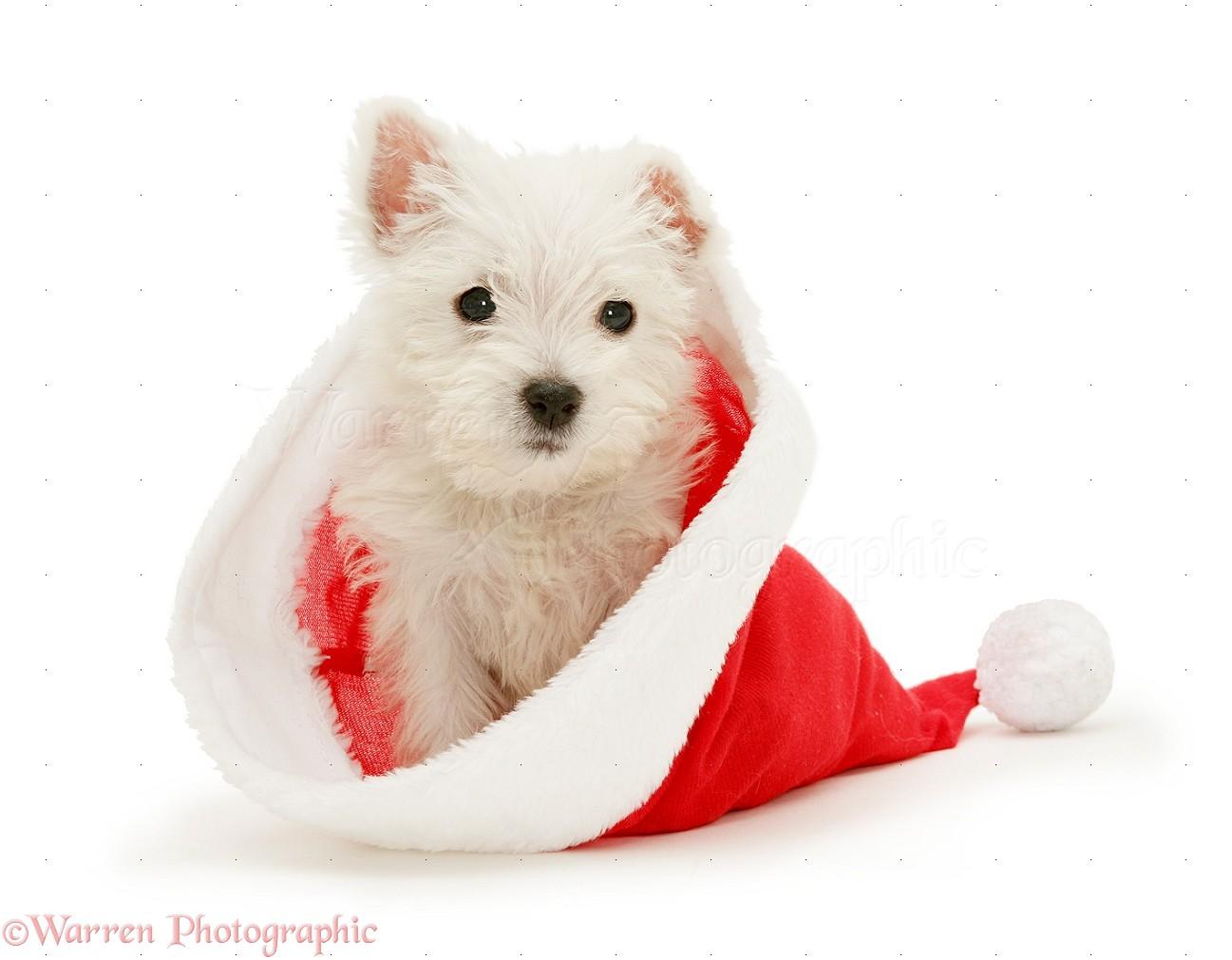 1297x1011 Dog: Westie pup in Santa hat photo WP10129