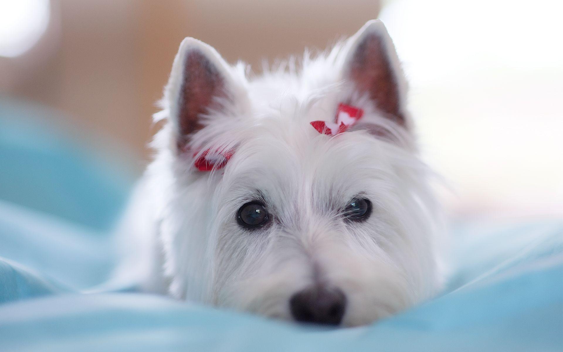 1920x1200 Free download West Highland Terrier HD Wallpaper [1920x1200] for your Desktop, Mobile & Tablet. Explore Westie Wallpaper. Westie Wallpaper Desktop, Google Image Free Wallpaper Westies, Free Westie Dog Wallpaper