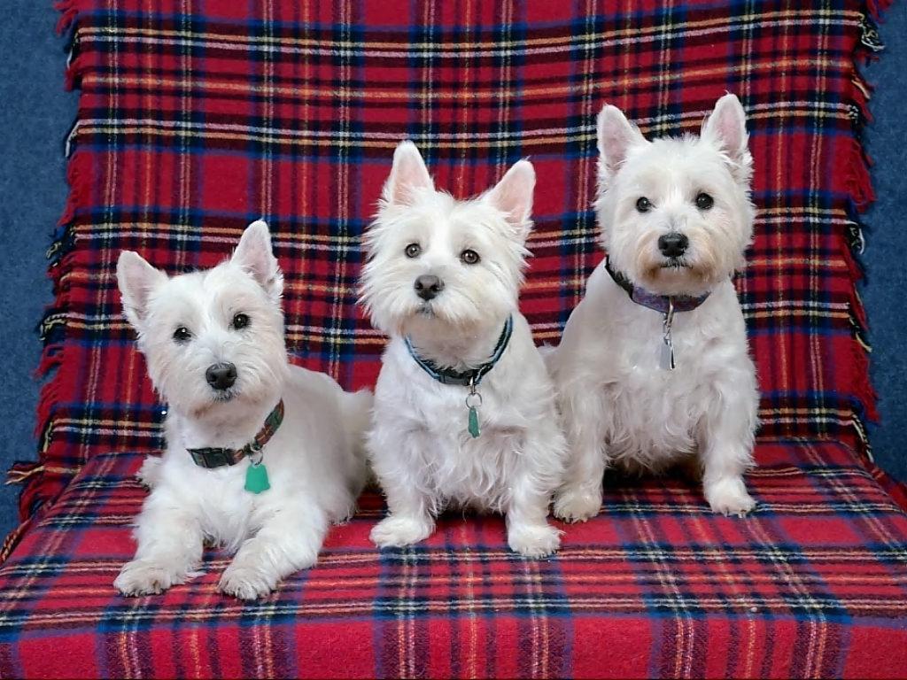 1024x768 Westies