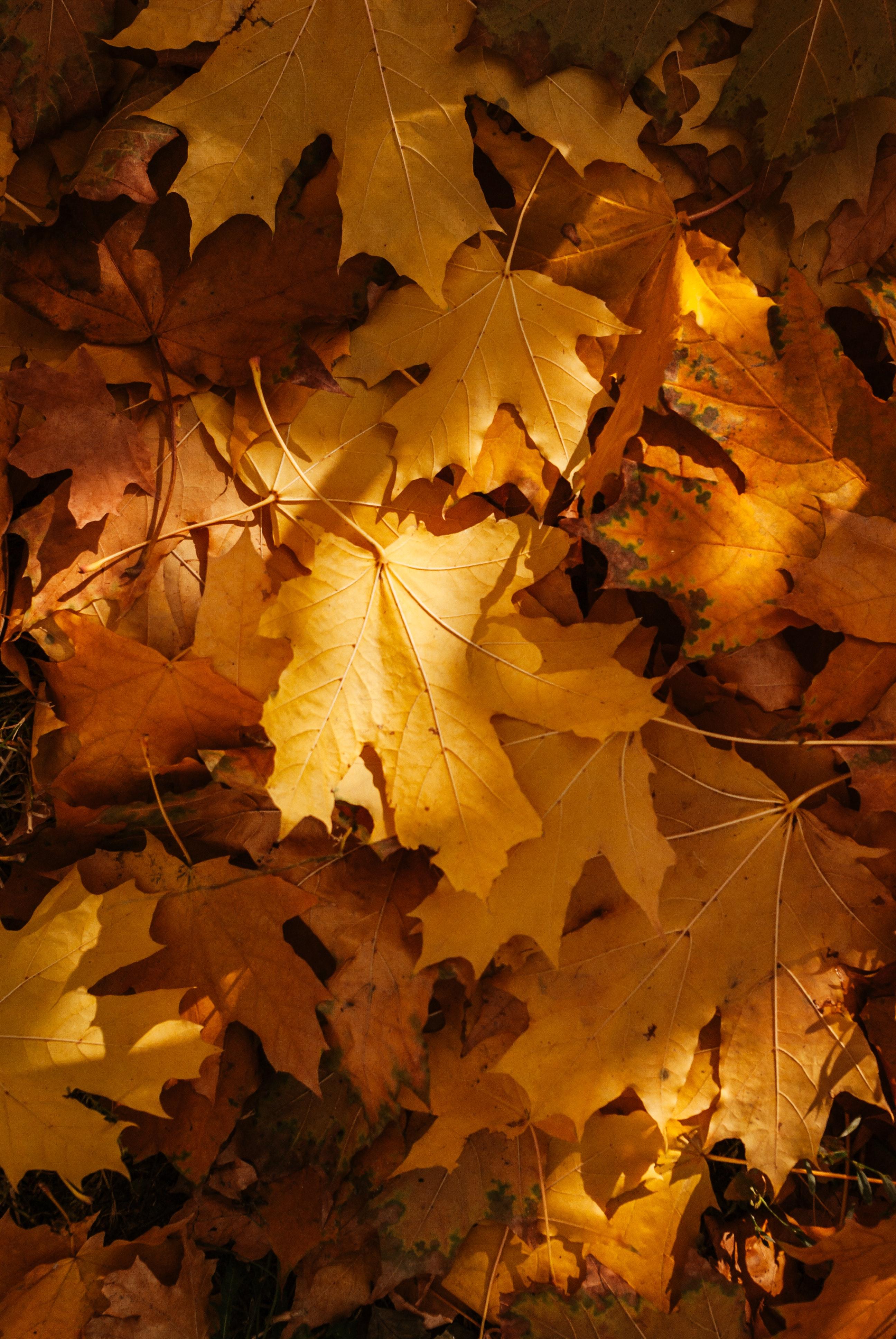 2592x3872 Fallen Yellow Leaves · Free