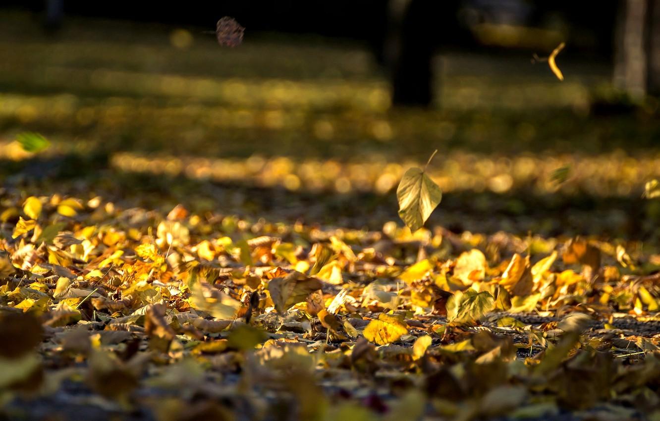 1332x850 Wallpaper autumn, leaves, nature, background, widescreen, Wallpaper, yellow leaves, wallpaper, leaves, widescreen, leaves, background, full screen, HD wallpaper, widescreen, fullscreen image for desktop, section природа
