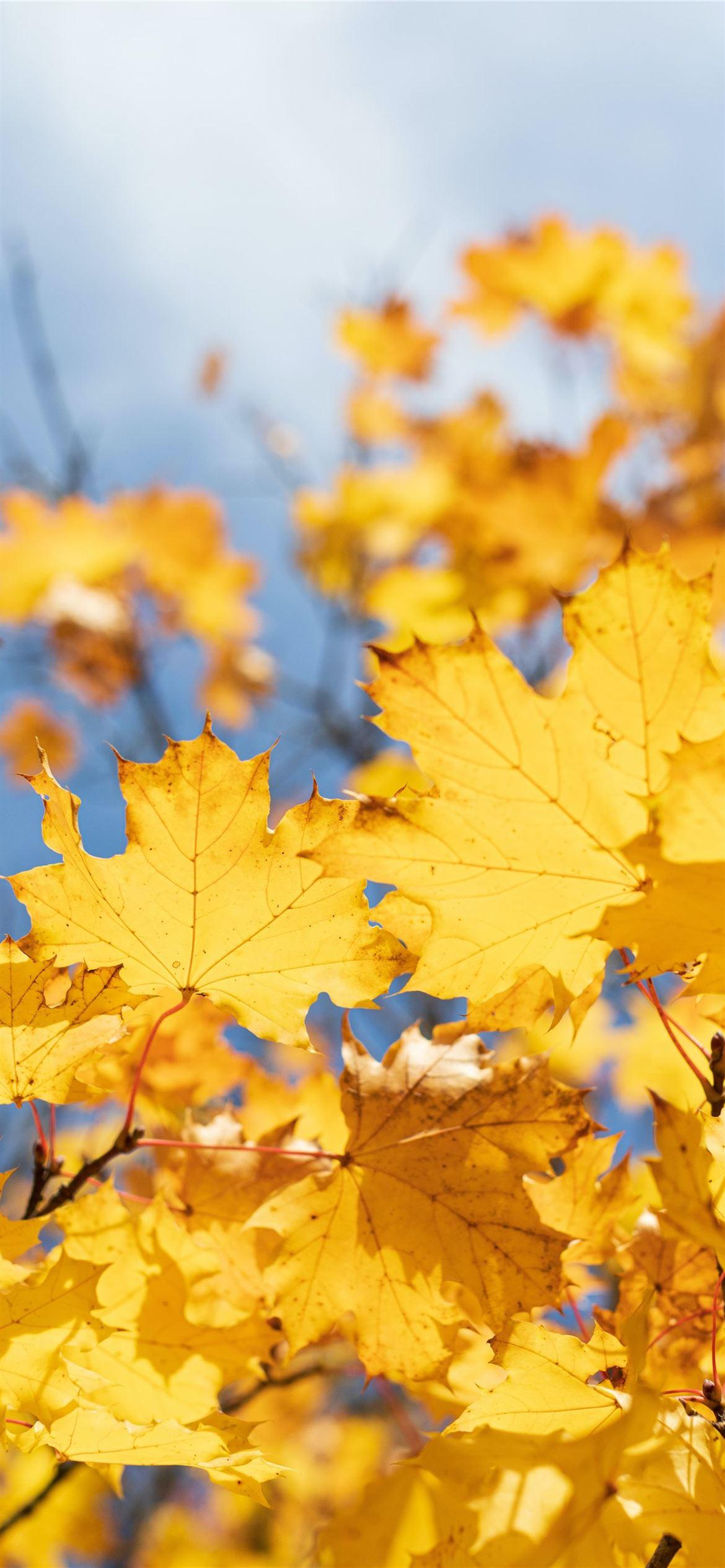 Yellow Leaf Wallpapers Top Free Yellow Leaf Backgrounds Wallpaperaccess