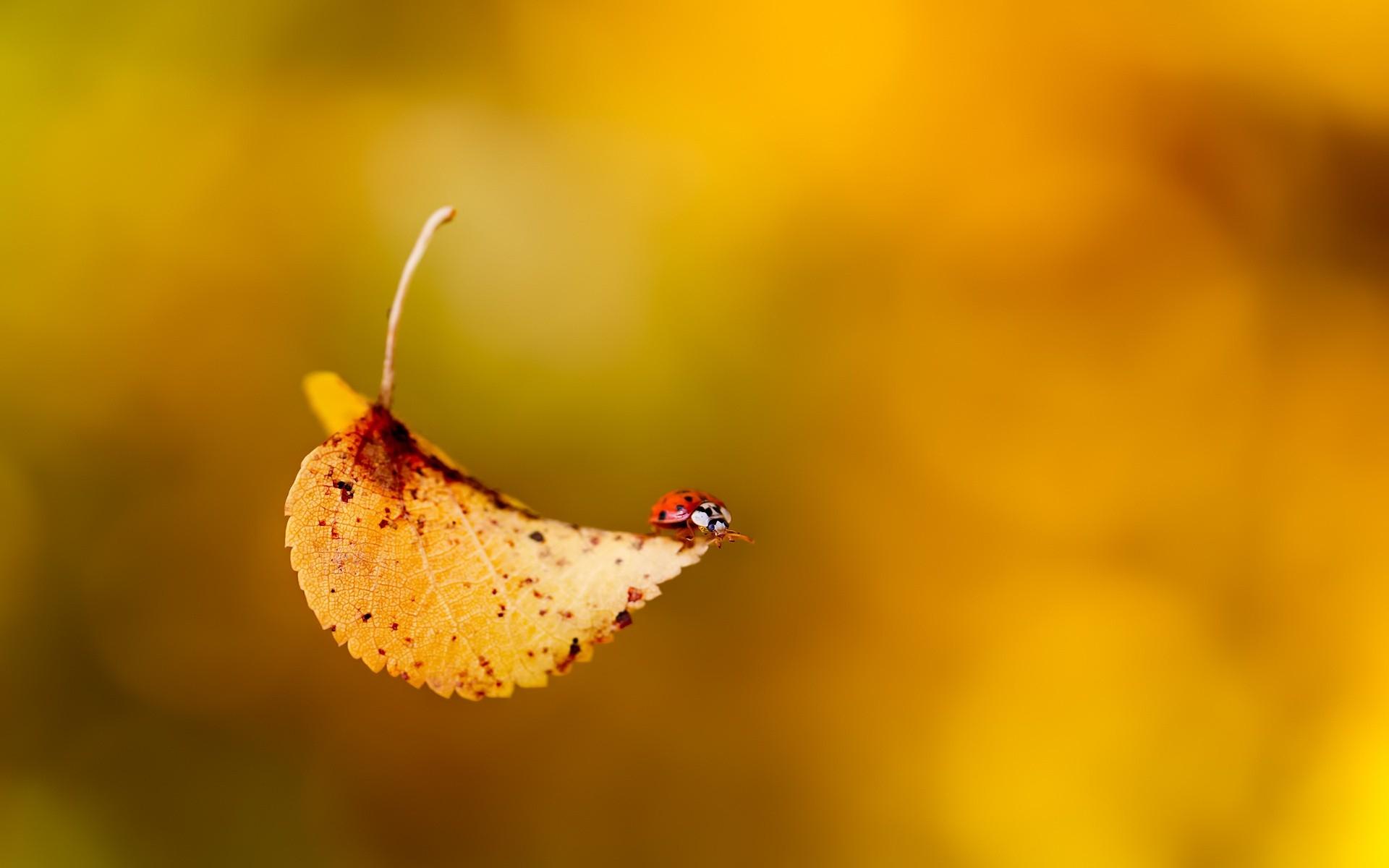 1920x1200 nature black red yellow leaves falling down ladybirds 1920x1200 wallpaper High Quality Wallpaper, High Definition Wallpaper