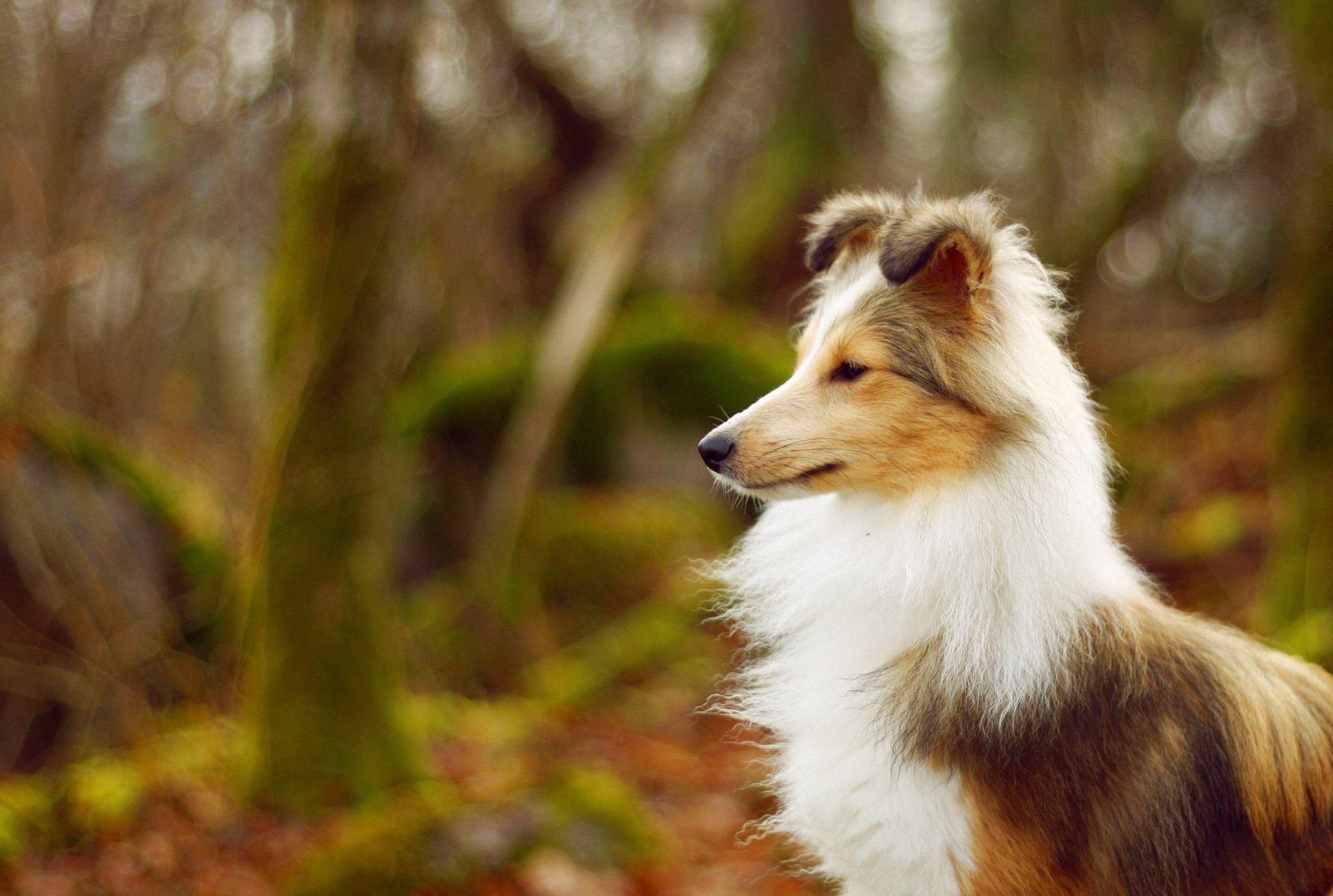 2048x1377 Shetland Sheepdog Wallpaper