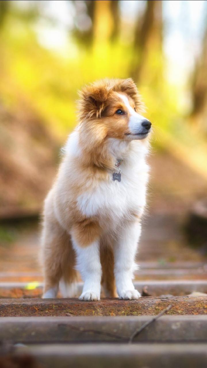 720x1280 Download Shetland Sheepdog 4K wallpaper by pramucc now. Browse millions of popular 4k wallpaper and ringtones on Zedge. Cute dogs image, Cute animals, Dog foto