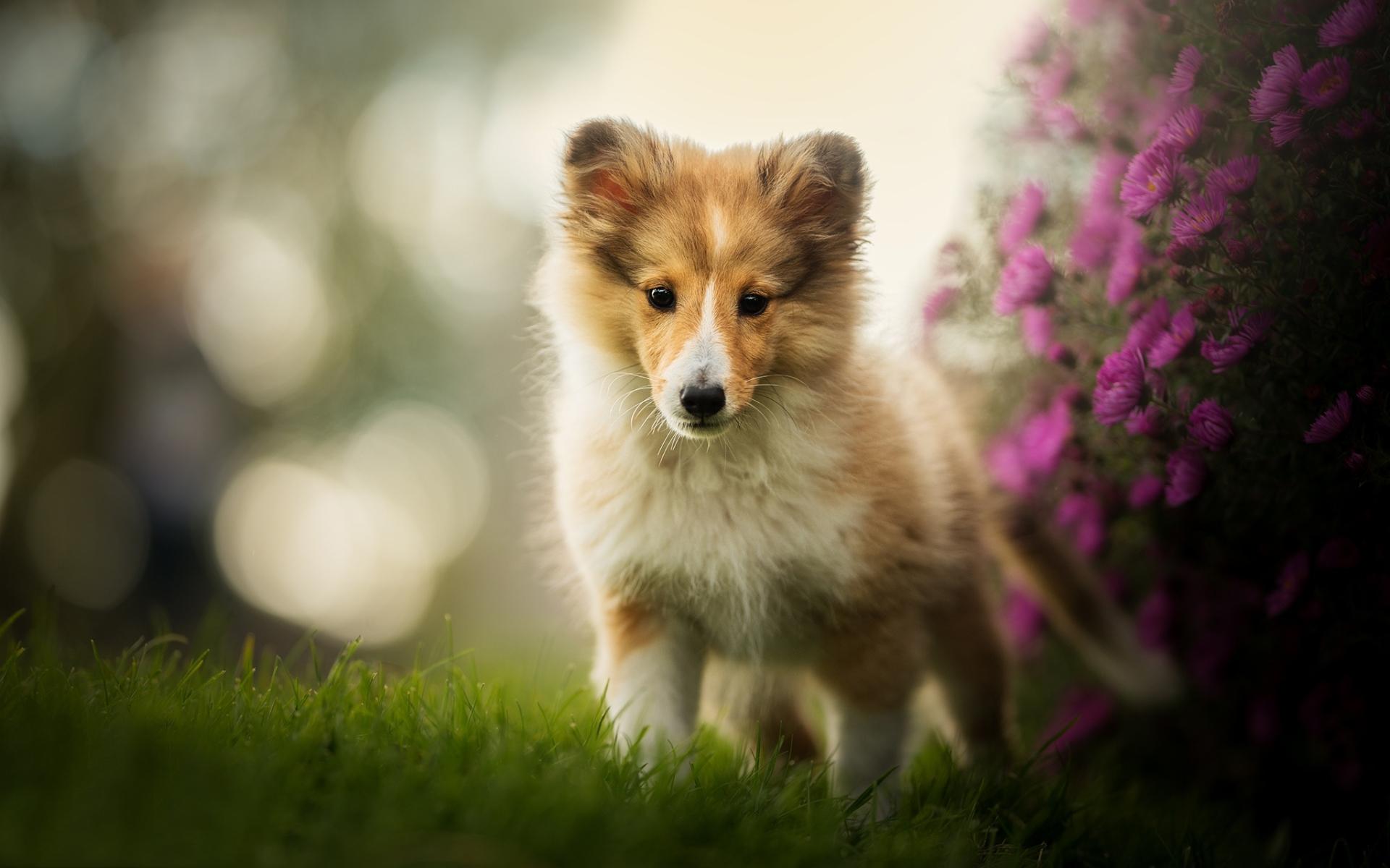 1920x1200 Download Wallpaper Shetland Sheepdog, Puppy, Sheltie, Pets, Bokeh, Shetland Collie, Close Up, Flowers, Shetland Sheepdog, Dogs, Shetland Sheepdog Dog For Desktop With Resolution 1920x1200. High Quality HD Picture Wallpaper