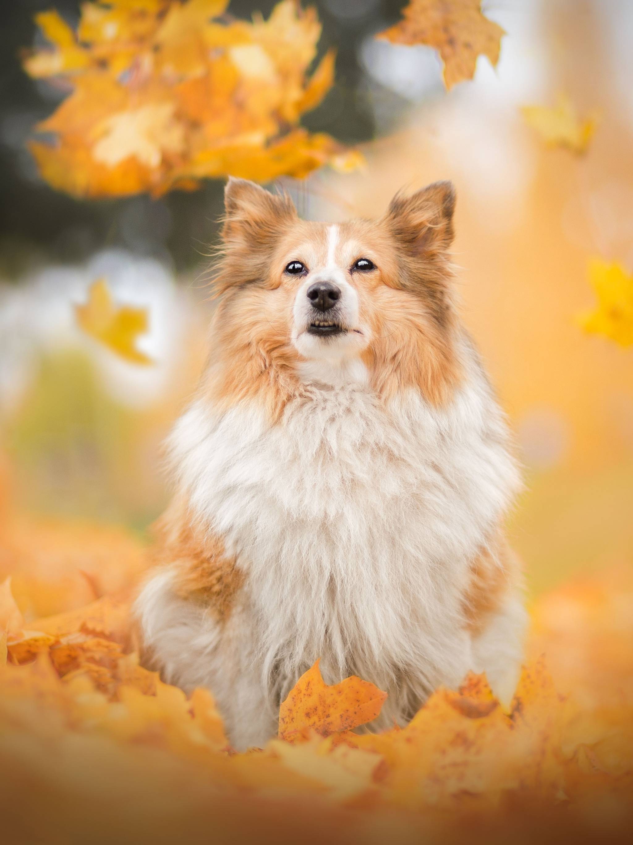 2048x2732 Shetland Sheepdog Dog Breed 2048x2732 Resolution Wallpaper, HD Animals 4K Wallpaper, Image, Photo and Background