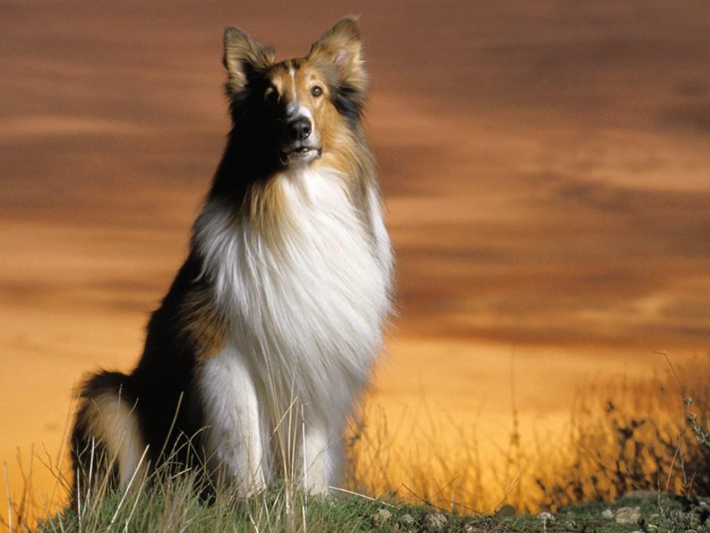 1024x768 Free download Shetland Sheepdog pc desktop wallpaper [1024x768] for your Desktop, Mobile & Tablet. Explore Shetland Sheepdog Wallpaper. Free Sheltie Wallpaper, Sheepdog Police Wallpaper