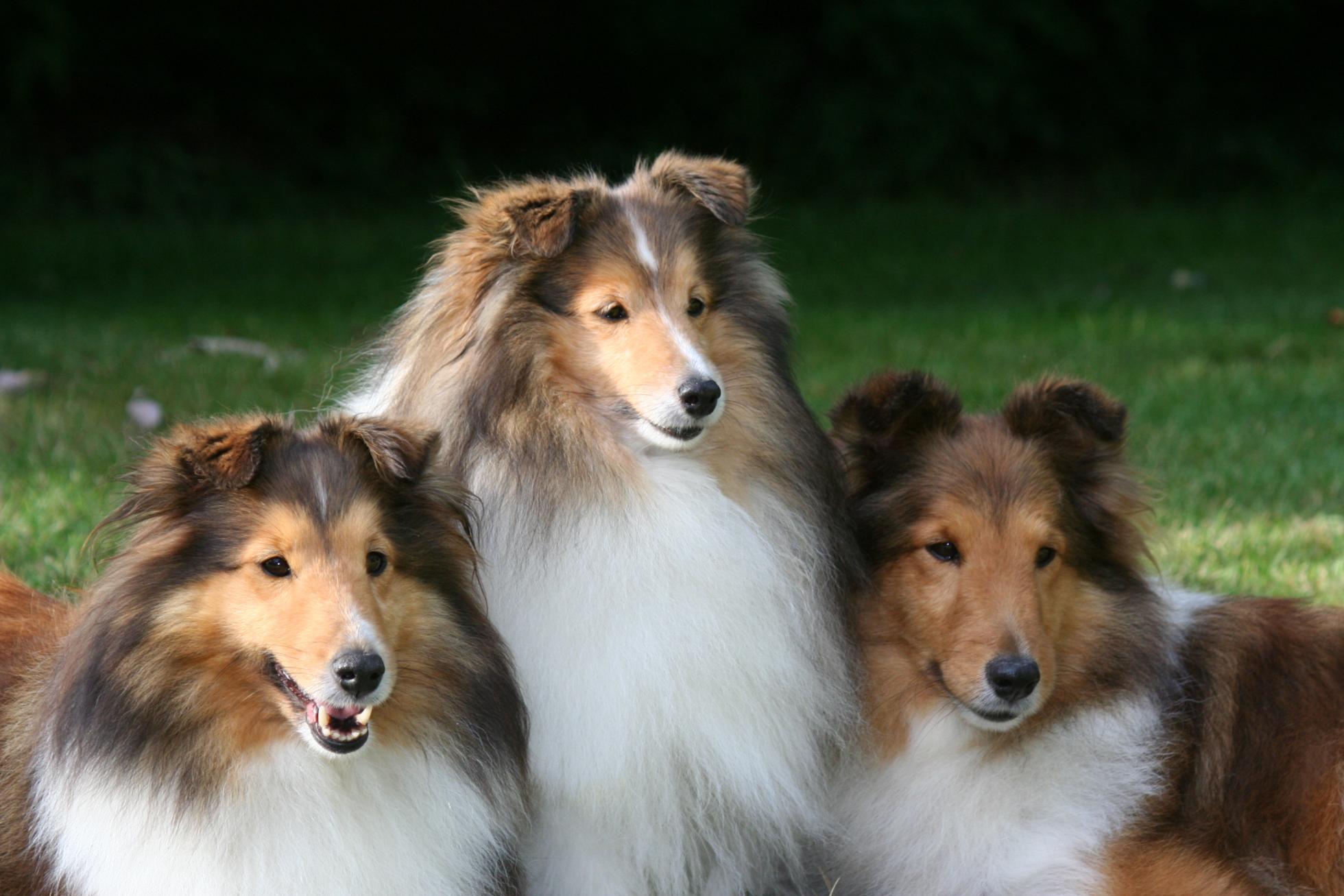 1960x1307 Sheltie Wallpaper