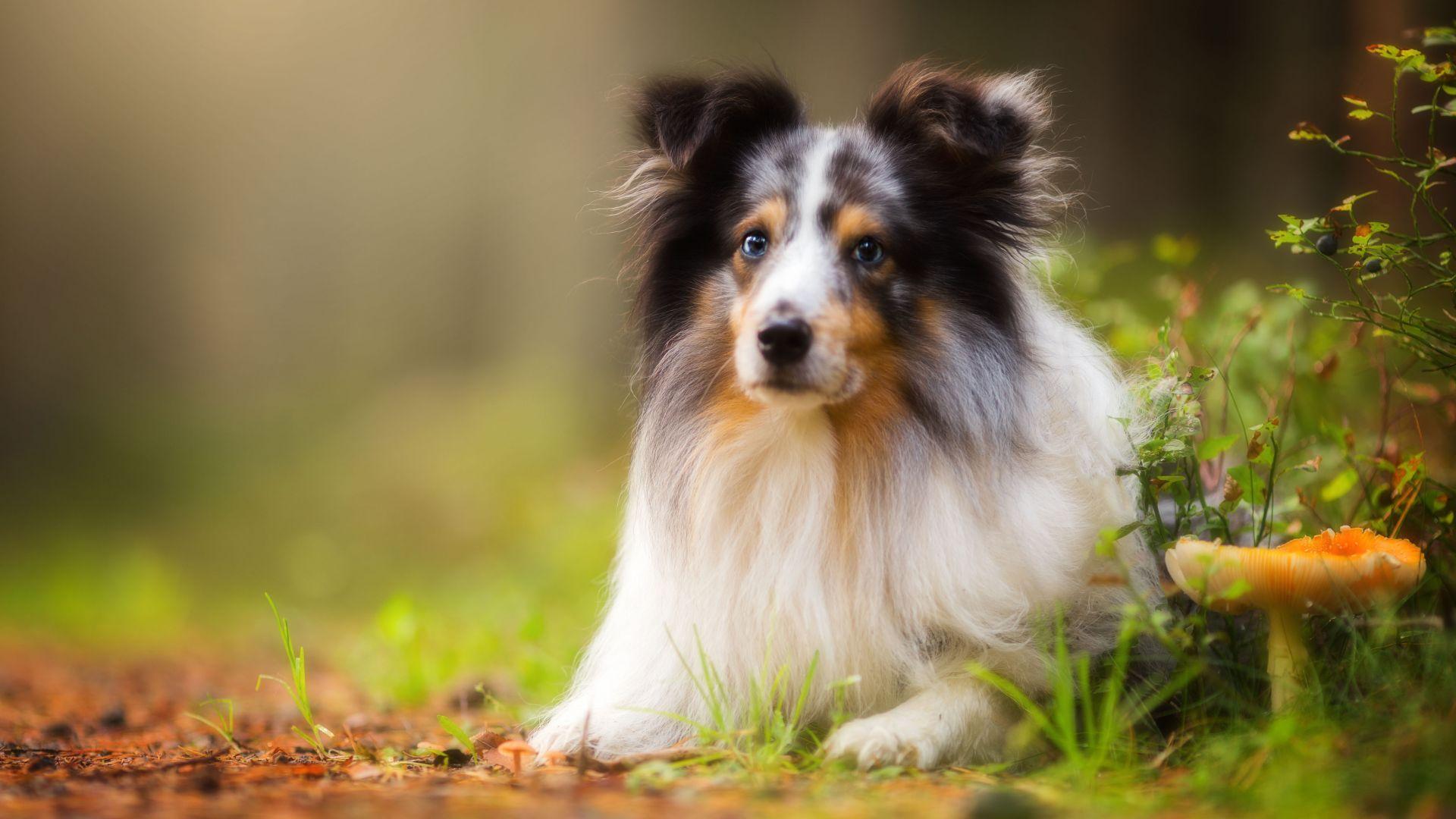 Shetland Sheepdog Wallpapers - Top Free Shetland Sheepdog Backgrounds ...