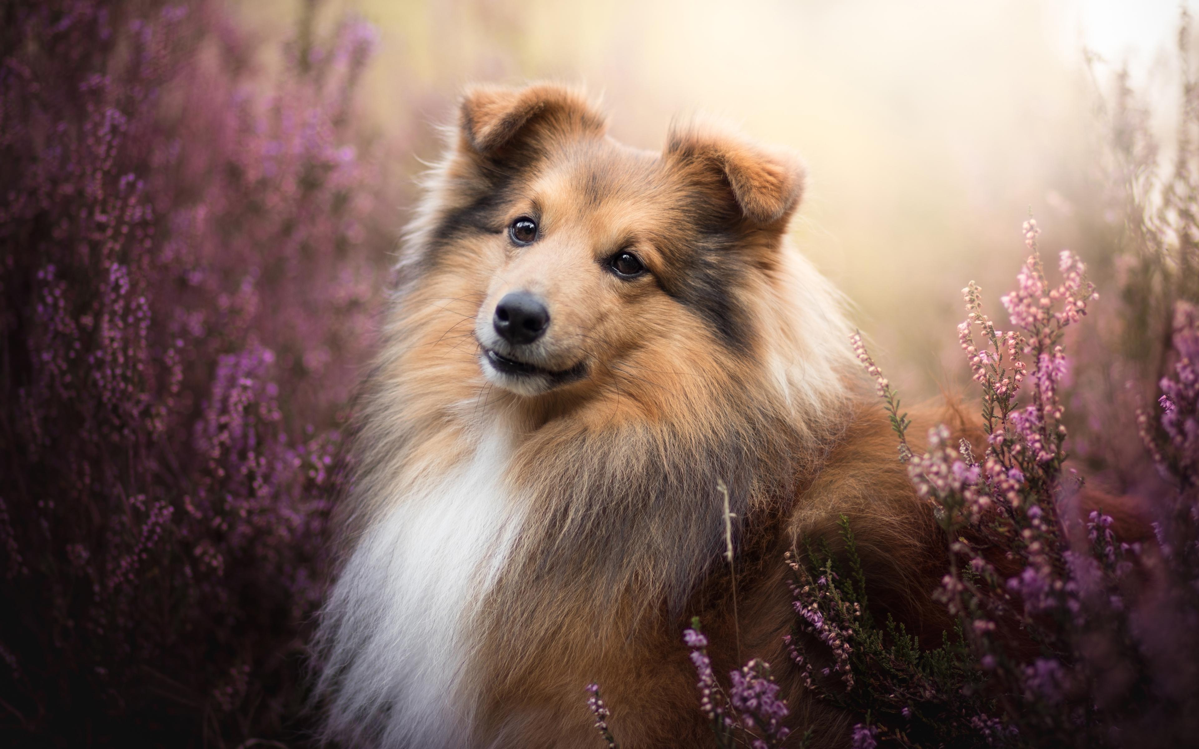 3840x2400 Download wallpaper Shetland Sheepdog, lavender, Sheltie, pets, Shetland Collie, bokeh, shetland sheepdog, dogs, Shetland Sheepdog Dog for desktop with resolution 3840x2400. High Quality HD picture wallpaper