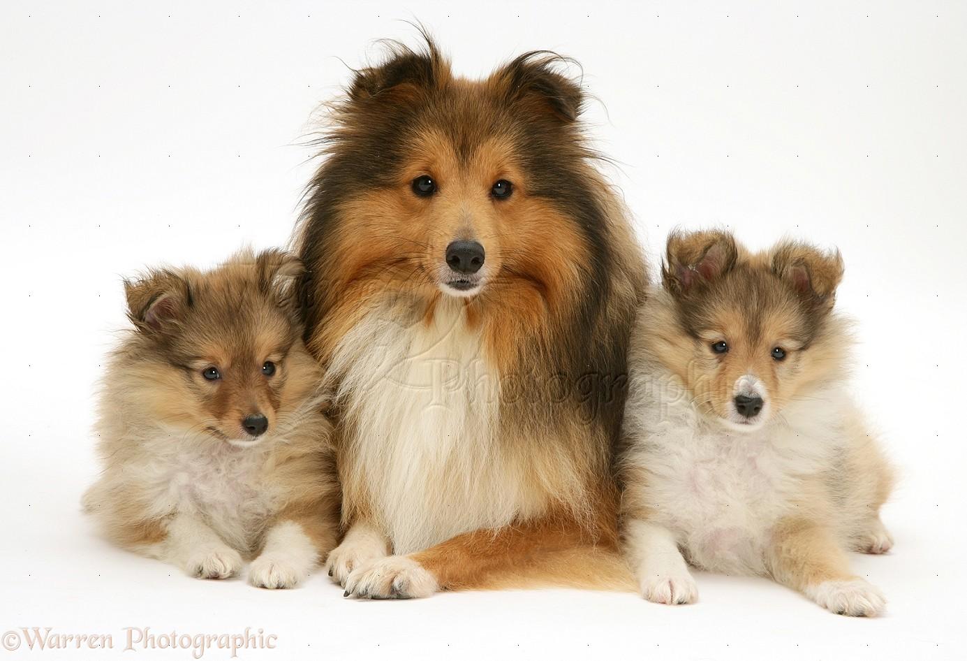 1385x946 Sable Shetland Sheepdog (Sheltie) and pups photo WP11759