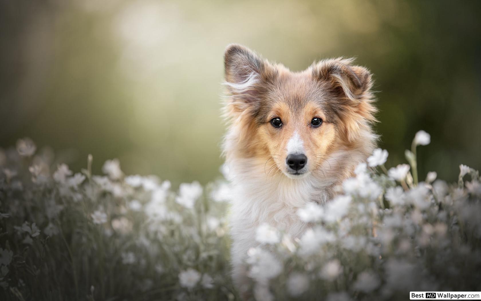 Shetland Sheepdog Wallpapers - Top Free Shetland Sheepdog Backgrounds ...