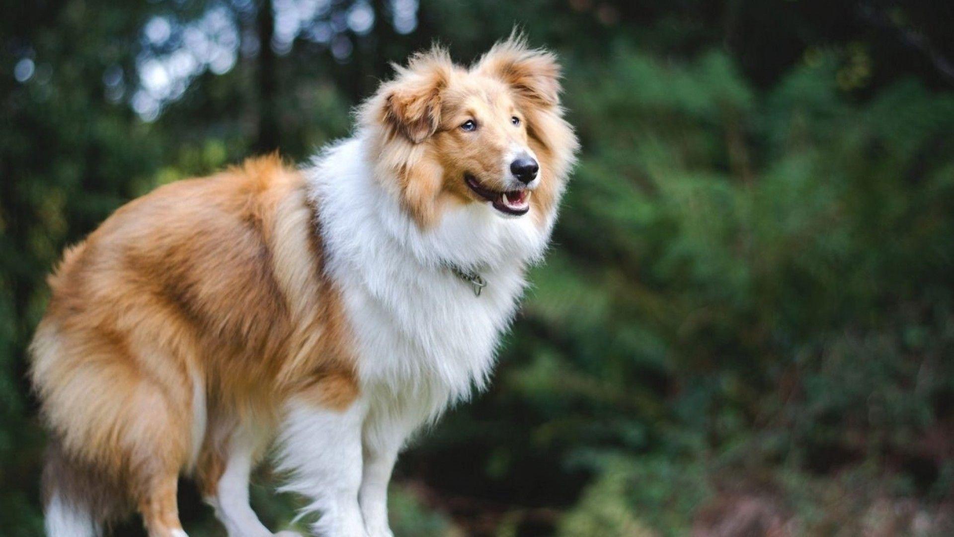 1920x1080 Free download Shetland Sheepdog Wallpaper [1920x1080] for your Desktop, Mobile & Tablet. Explore Shetland Sheepdog Wallpaper. Free Sheltie Wallpaper, Sheepdog Police Wallpaper