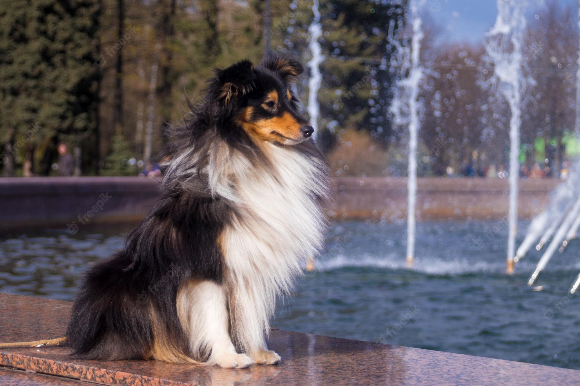 2000x1333 Shetland Sheepdog Image. Free Vectors, & PSD