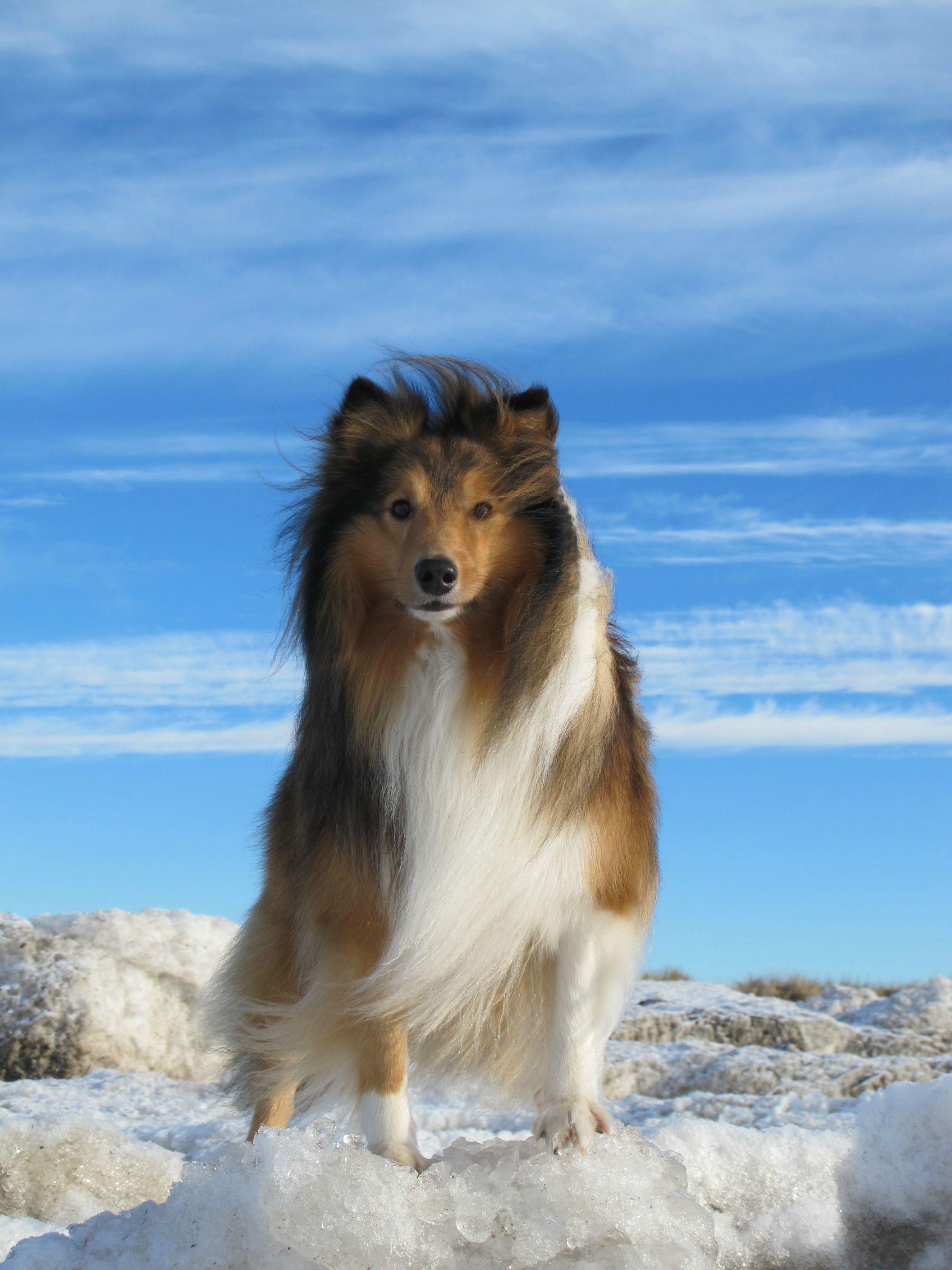 2112x2816 Ridiculously Photogenic Shetland Sheepdog