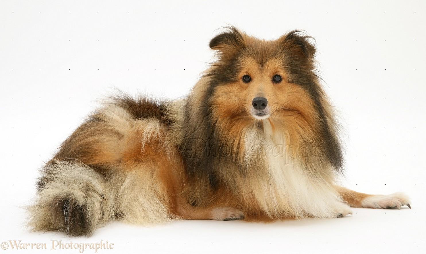 1484x883 Sable Shetland Sheepdog (Sheltie) photo WP11754