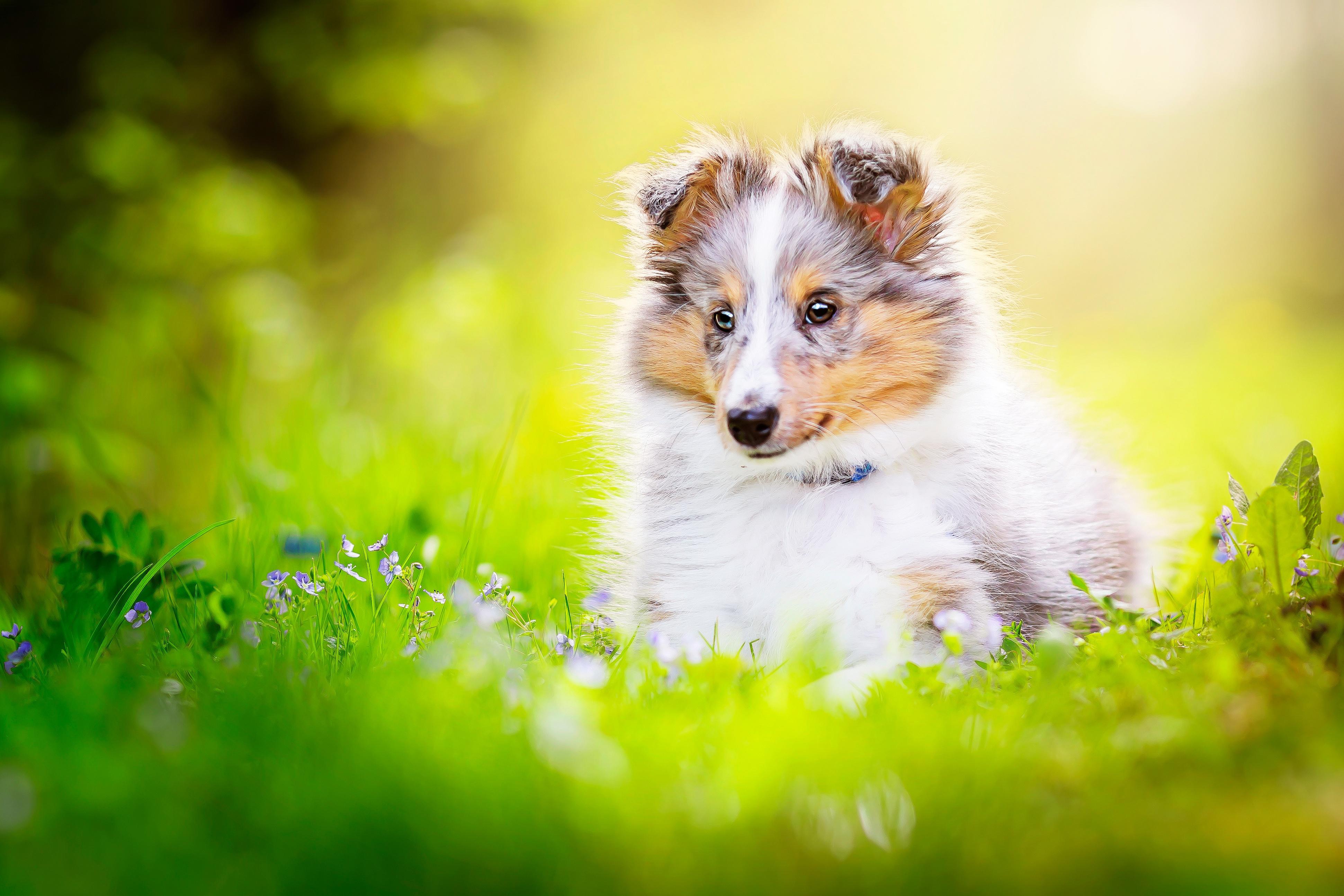 3882x2588 Shetland Sheepdog 4k Ultra HD Wallpaper
