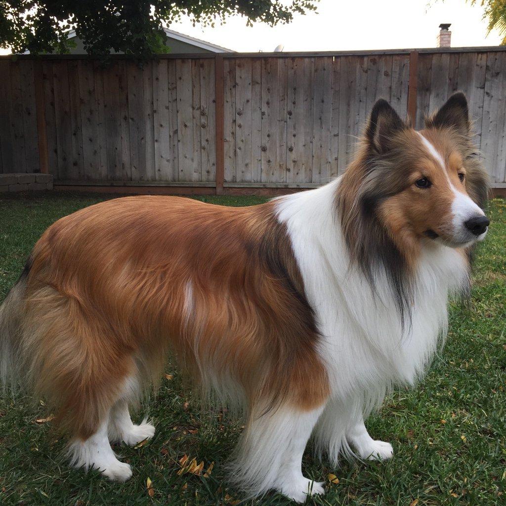 1024x1024 Shetland Sheepdog Wallpaper 79381