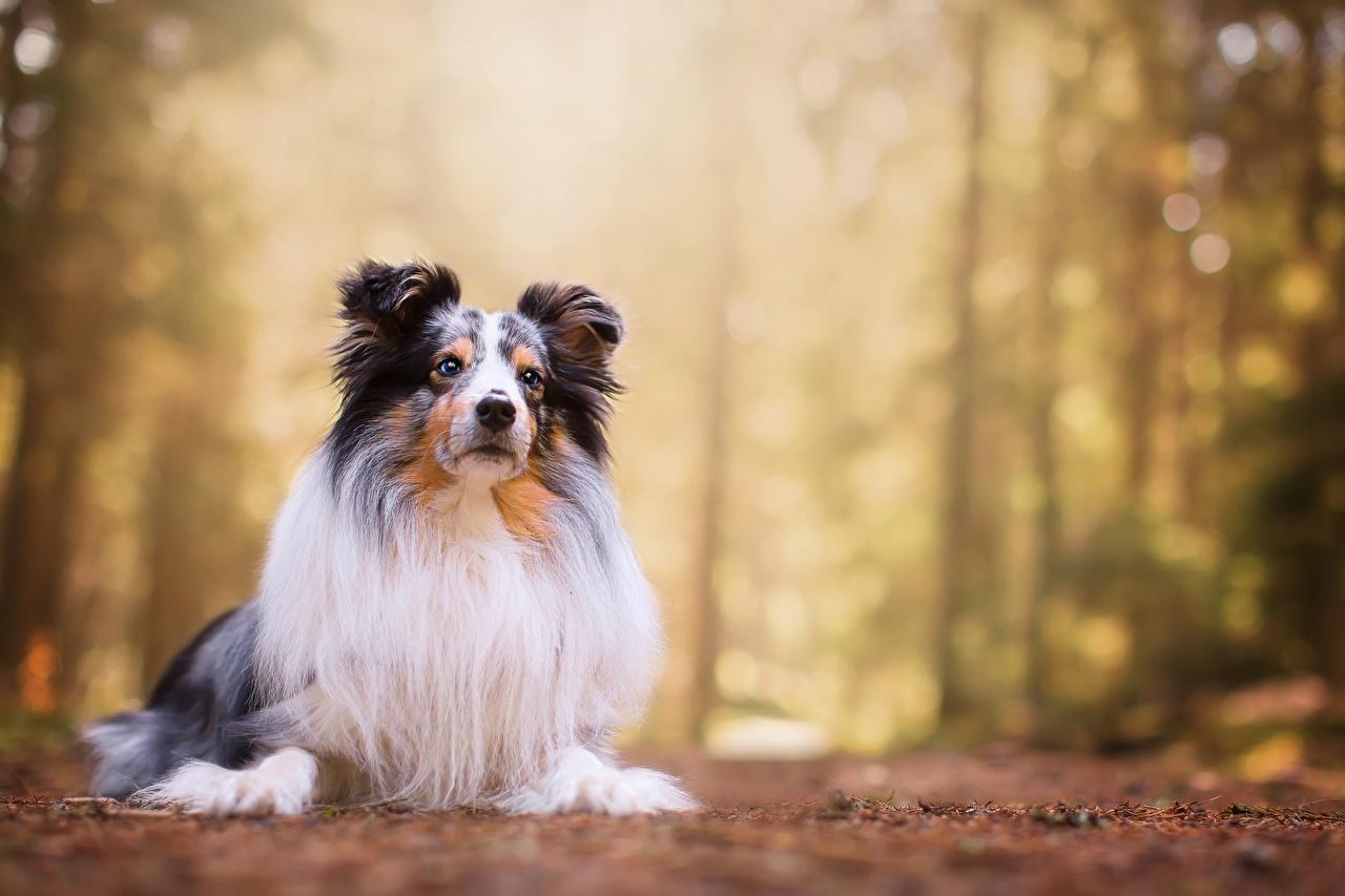 1280x853 Photo Sheltie Shetland Sheepdog Dogs animal