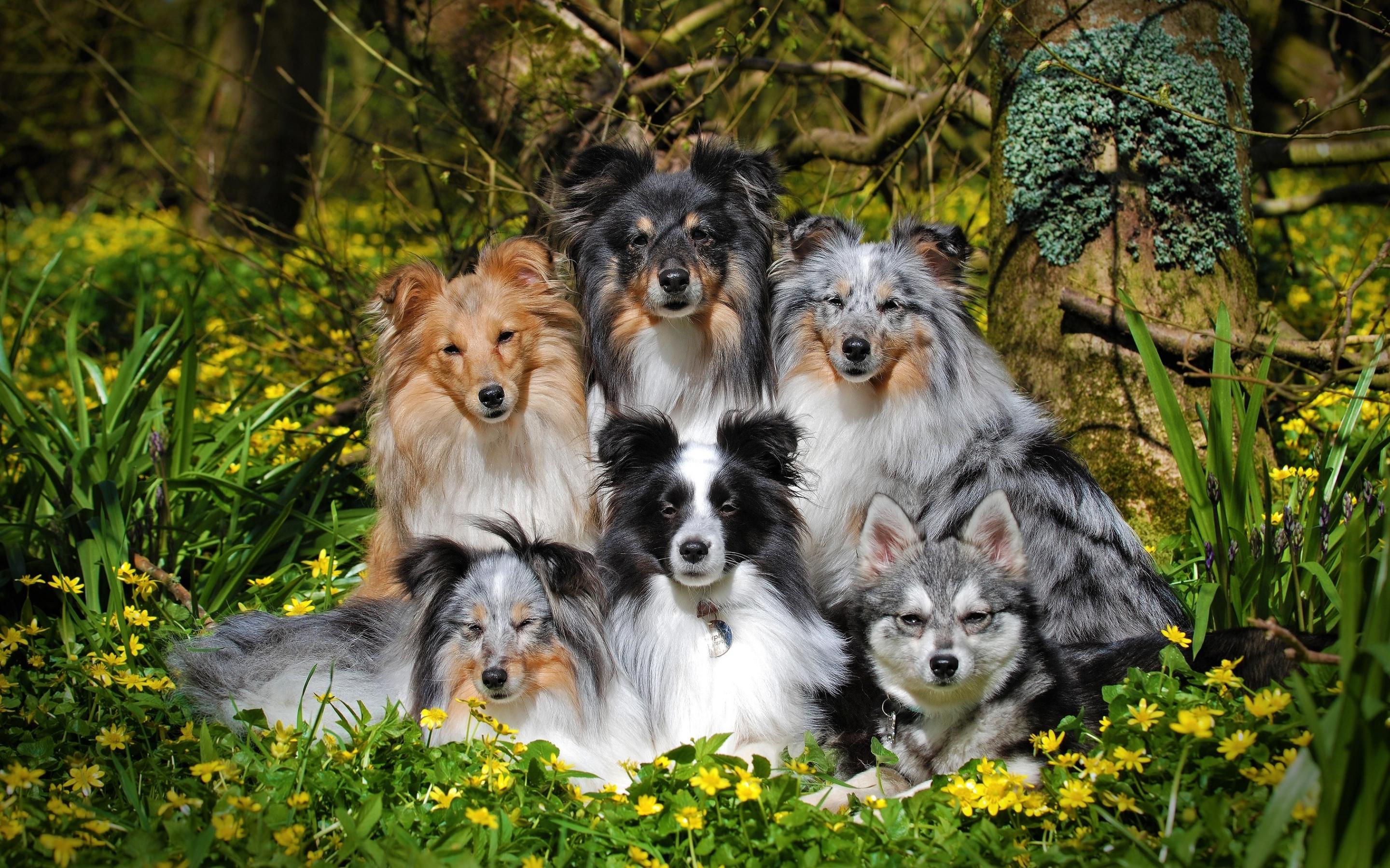 2880x1800 Download wallpaper Shetland Sheepdogs, family, Sheltie, pets, Shetland Collie, Shetland Sheepdog, shetland sheepdog, dogs, Shetland Sheepdog Dog for desktop with resolution 2880x1800. High Quality HD picture wallpaper