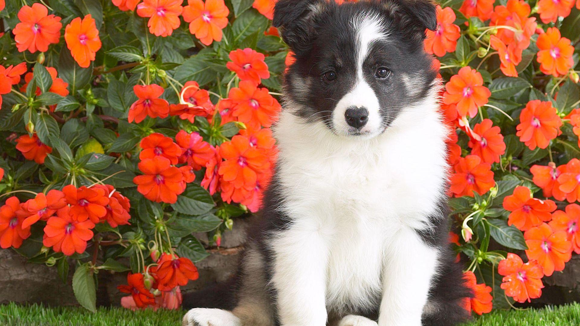 1920x1080 Shetland Sheepdog Puppy wallpaper in 1920x1080 resolution