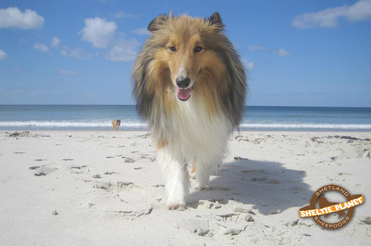 1200x796 Free download Sheltie Wallpaper [1200x796] for your Desktop, Mobile & Tablet. Explore Shetland Sheepdog Wallpaper. Free Sheltie Wallpaper, Sheepdog Police Wallpaper