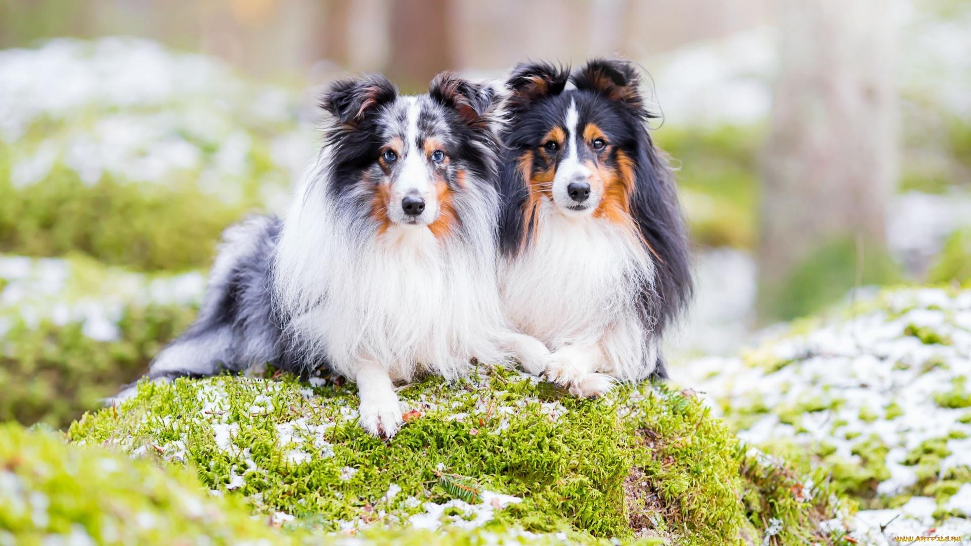 Shetland Sheepdog Wallpapers - Top Free Shetland Sheepdog Backgrounds ...