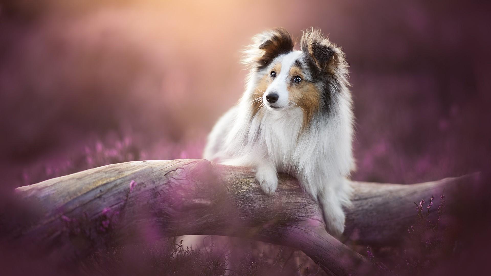 1920x1080 Shetland Sheepdog Is Leaning On Tree Trunk In Pink Flowers Field Background HD Dog Wallpaper