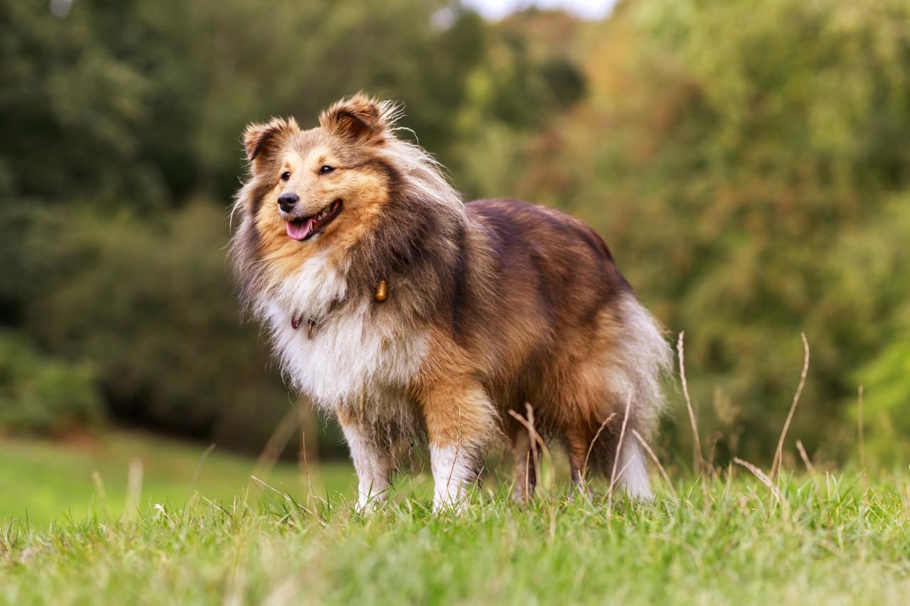 1280x853 Shetland Sheepdog on a meadow. Free