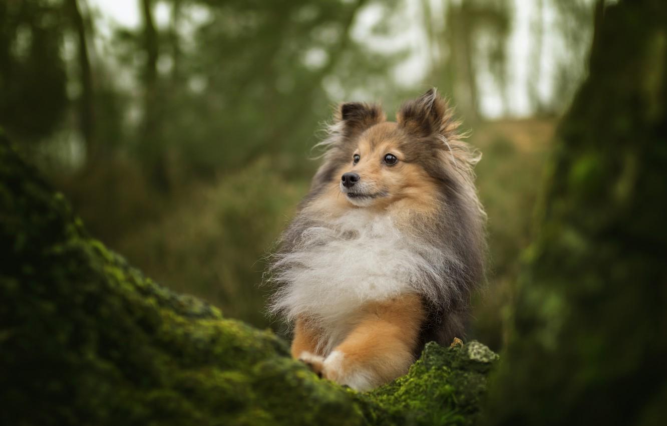 1332x850 Sheltie Wallpaper