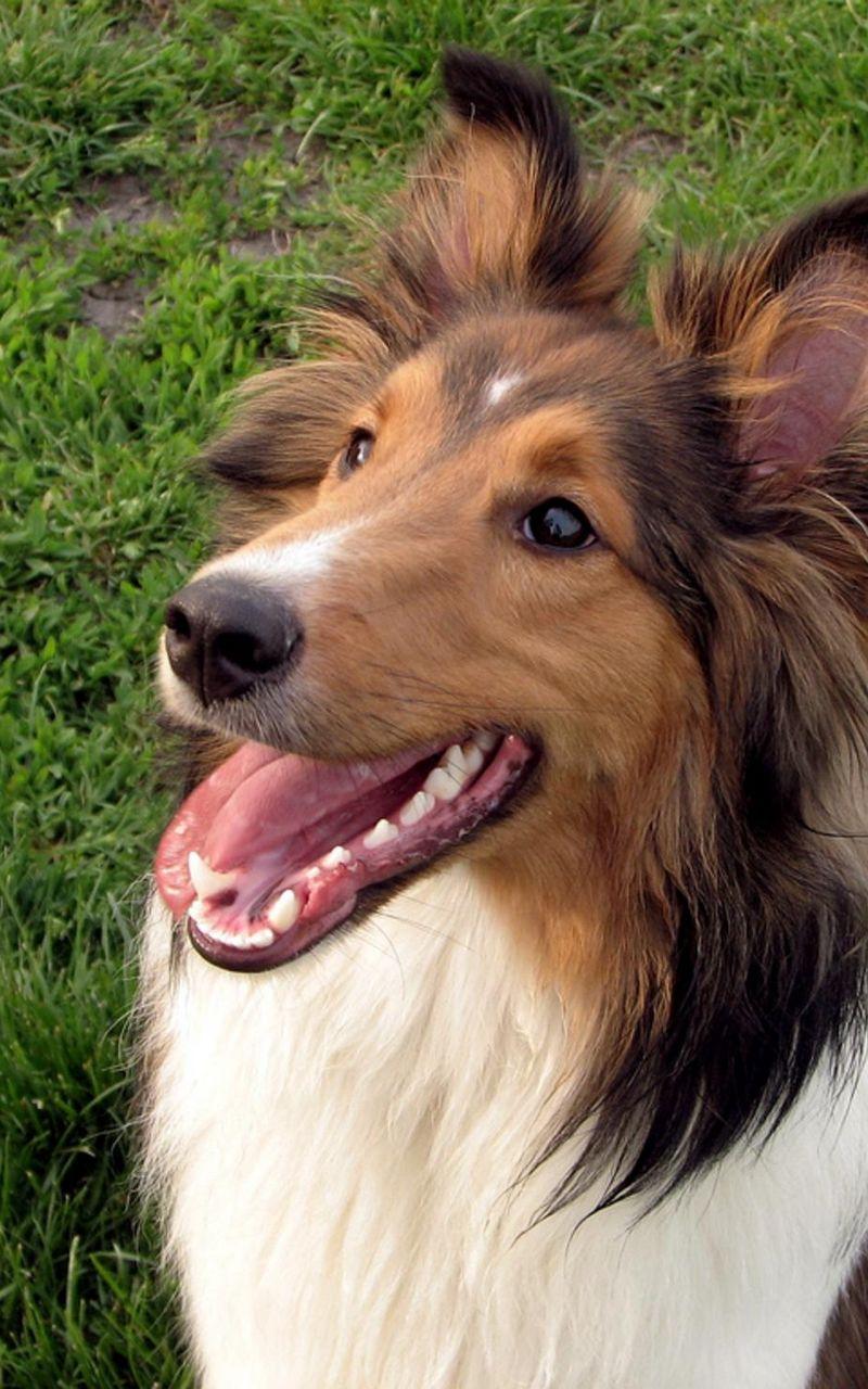 800x1280 Download Wallpaper 800x1280 Shetland Sheepdog, Furry, Dog, Face, Tired Samsung Galaxy Note Gt N Meizu Mx2 HD Background