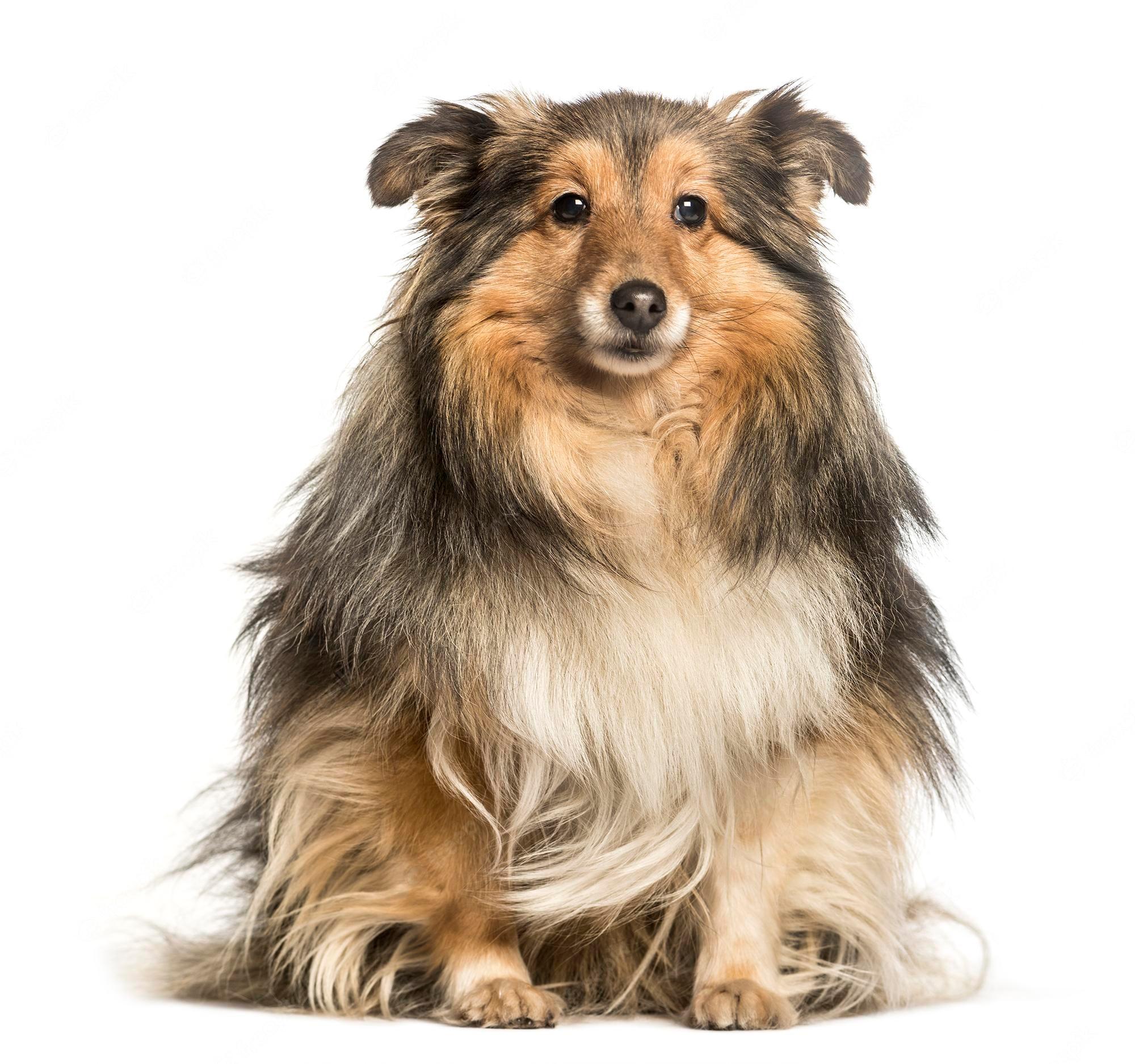 2000x1875 Shetland Sheepdog Image. Free Vectors, & PSD