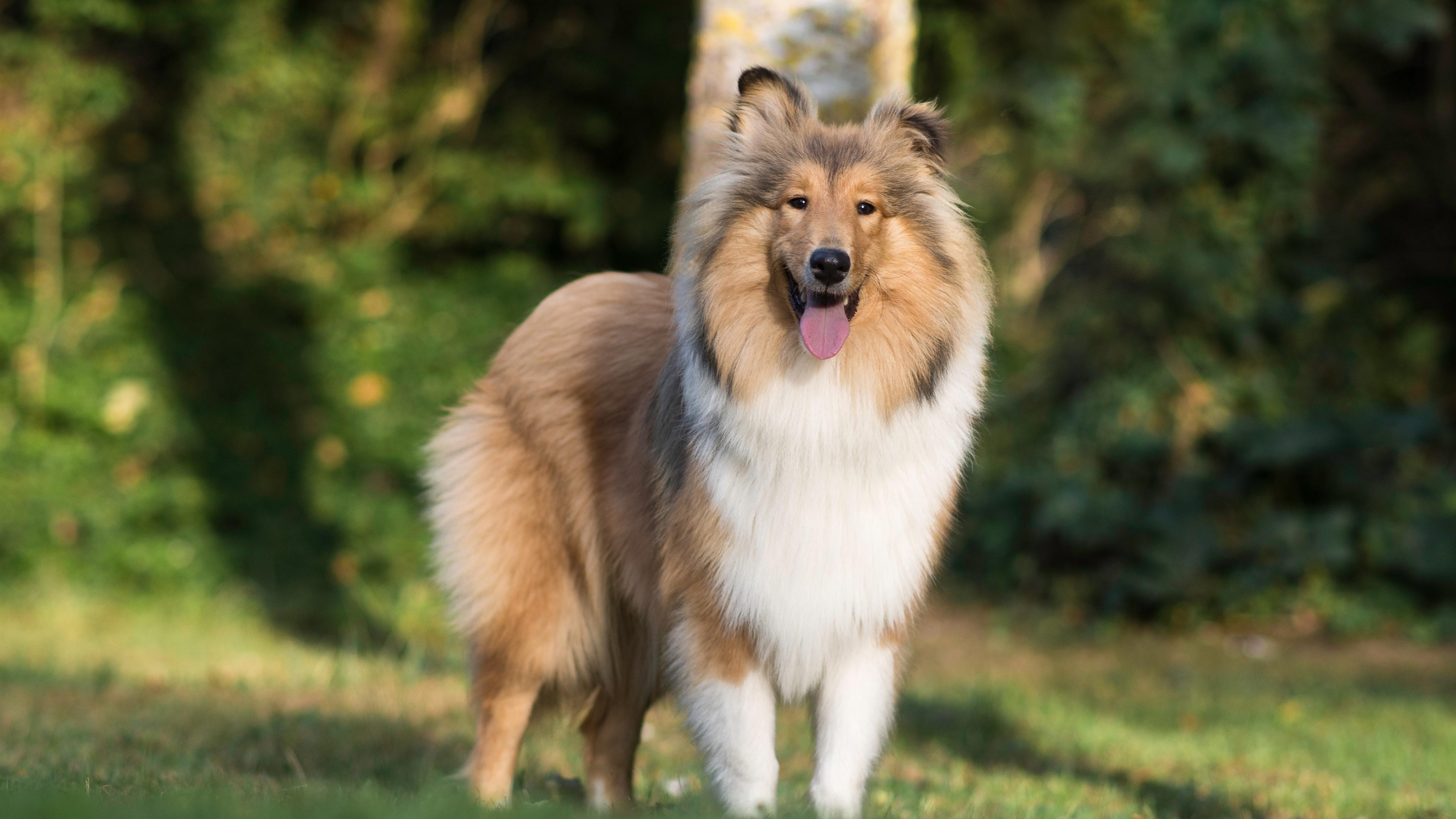 3840x2160 Wallpaper Shetland Sheepdog, dog 3840x2160 UHD 4K Picture, Image
