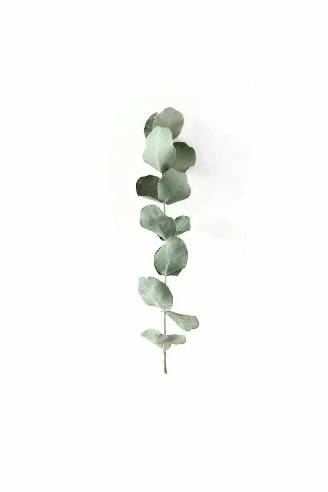 1080x1620 a e s t h e t i c // green minimalism //. Wallpaper. Art (2022)