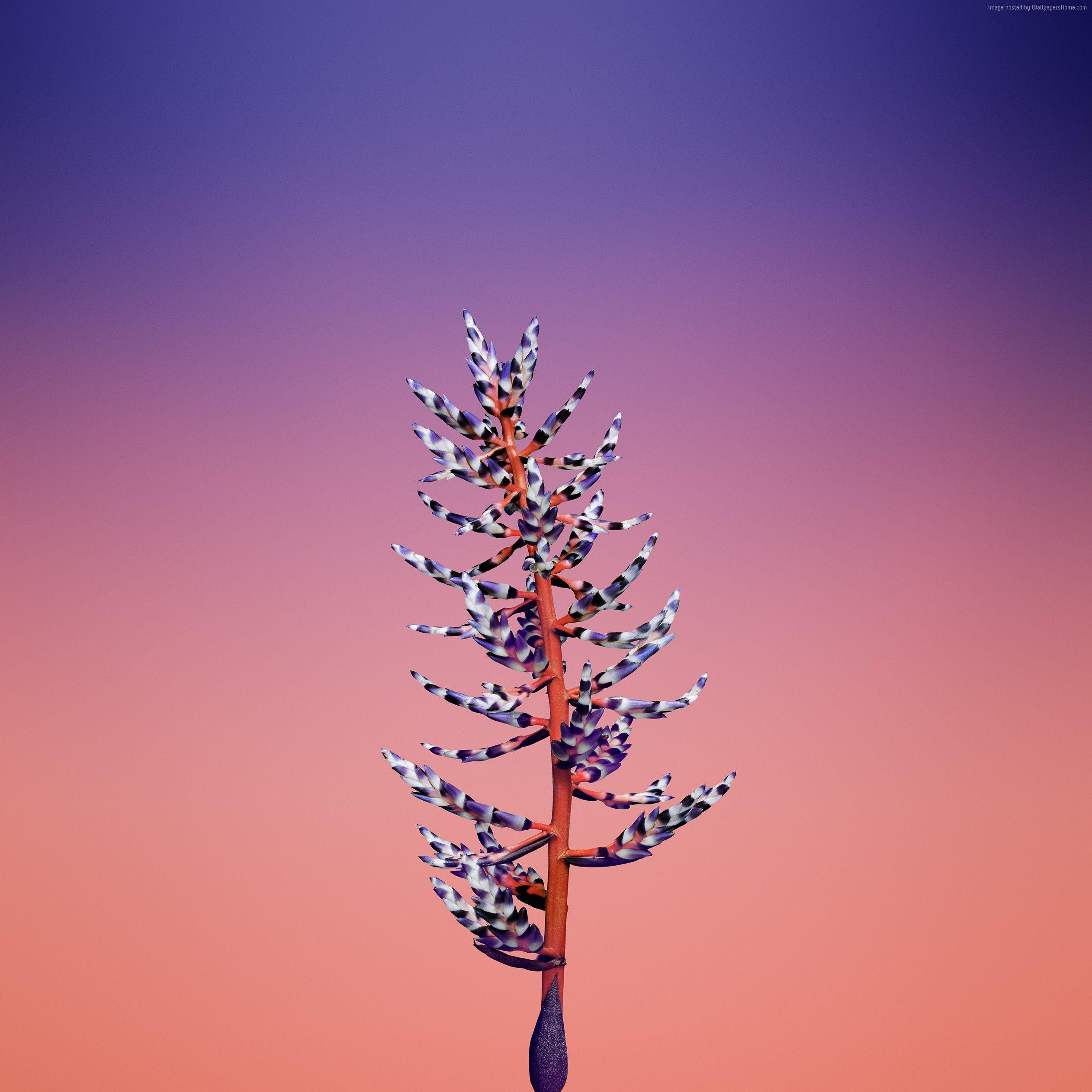 2524x2524 IPhone X 4K Wallpaper