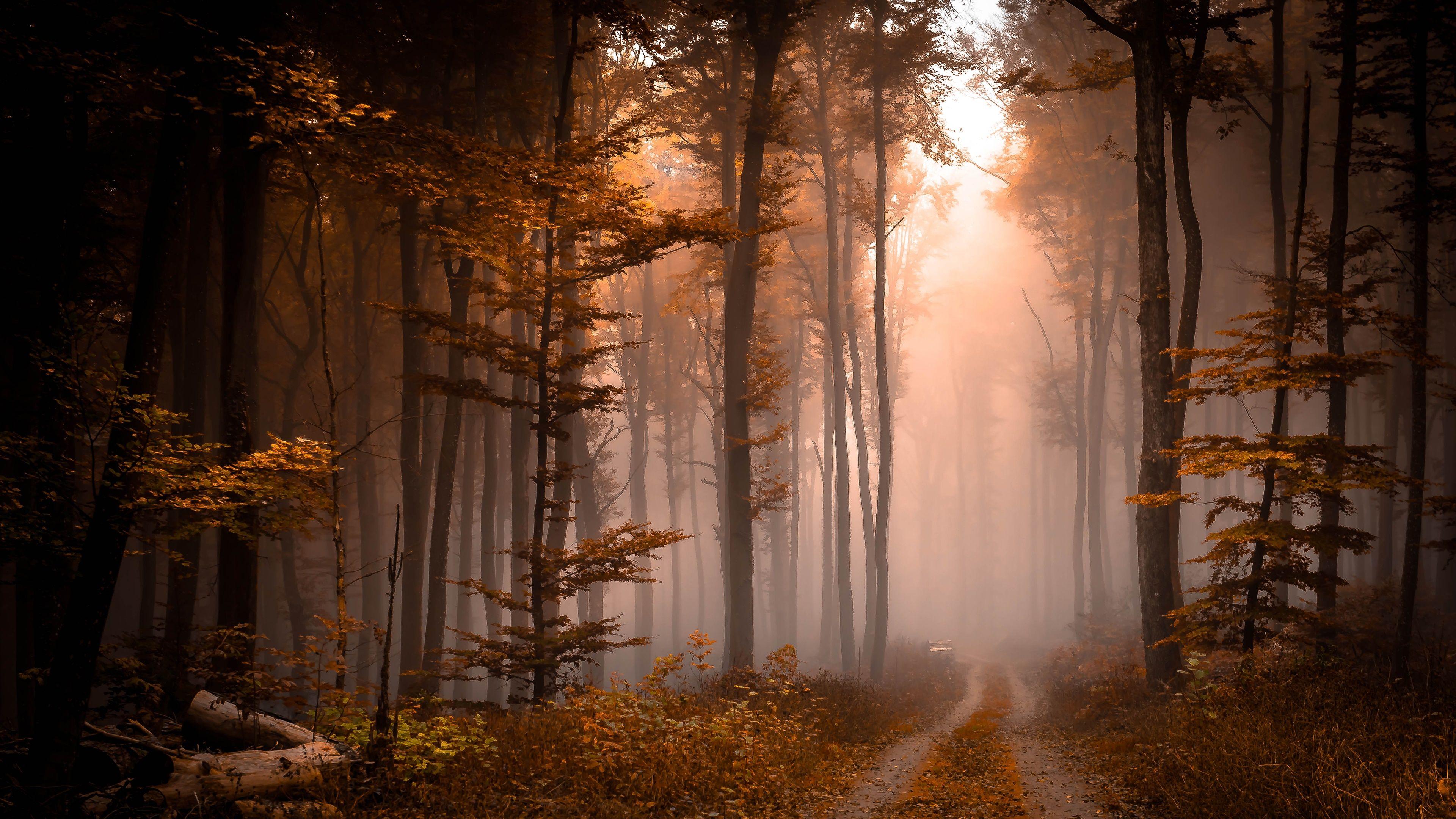 3840x2160 Foggy Fall Forest Pathway 4K UltraHD Wallpaper. Wallpaper Studio 10