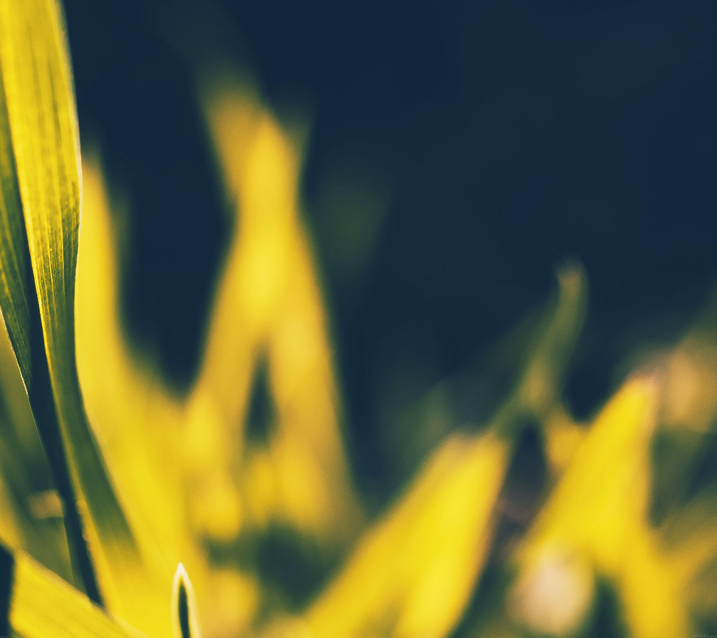 2880x2560 Ultra HD Wallpaper