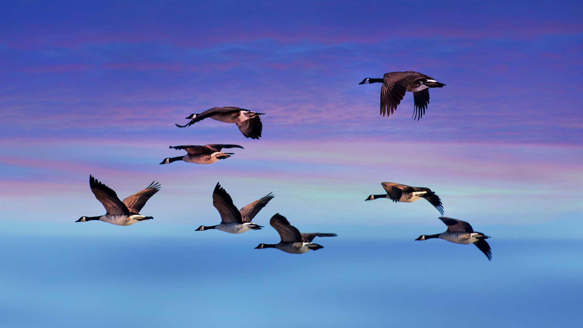 Canada Goose Wallpapers - Top Free Canada Goose Backgrounds