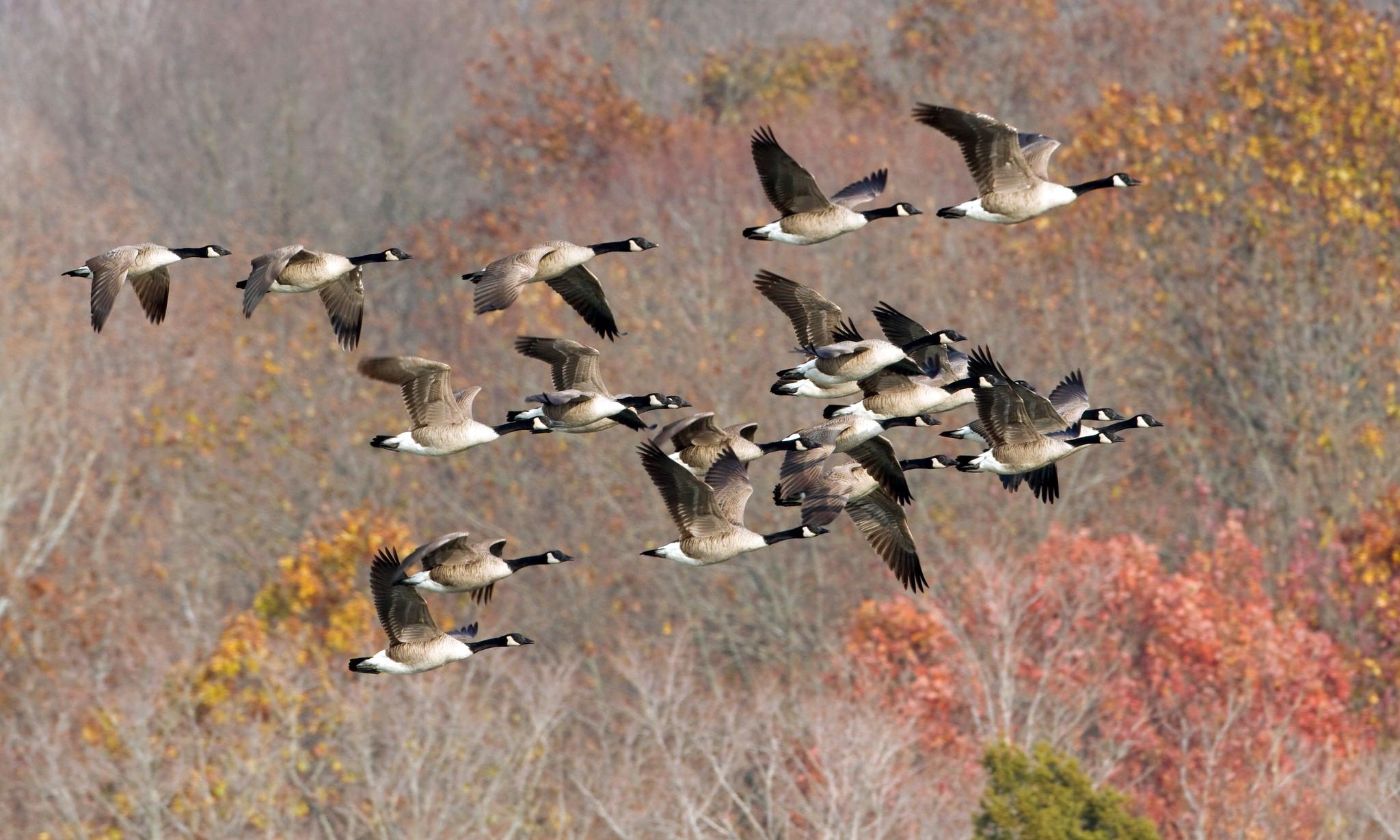 2048x1229 Geese goose autumn fall wallpaperx1229