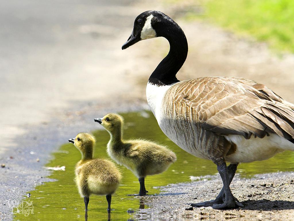 1024x768 Canada Goose DelightWild Delight